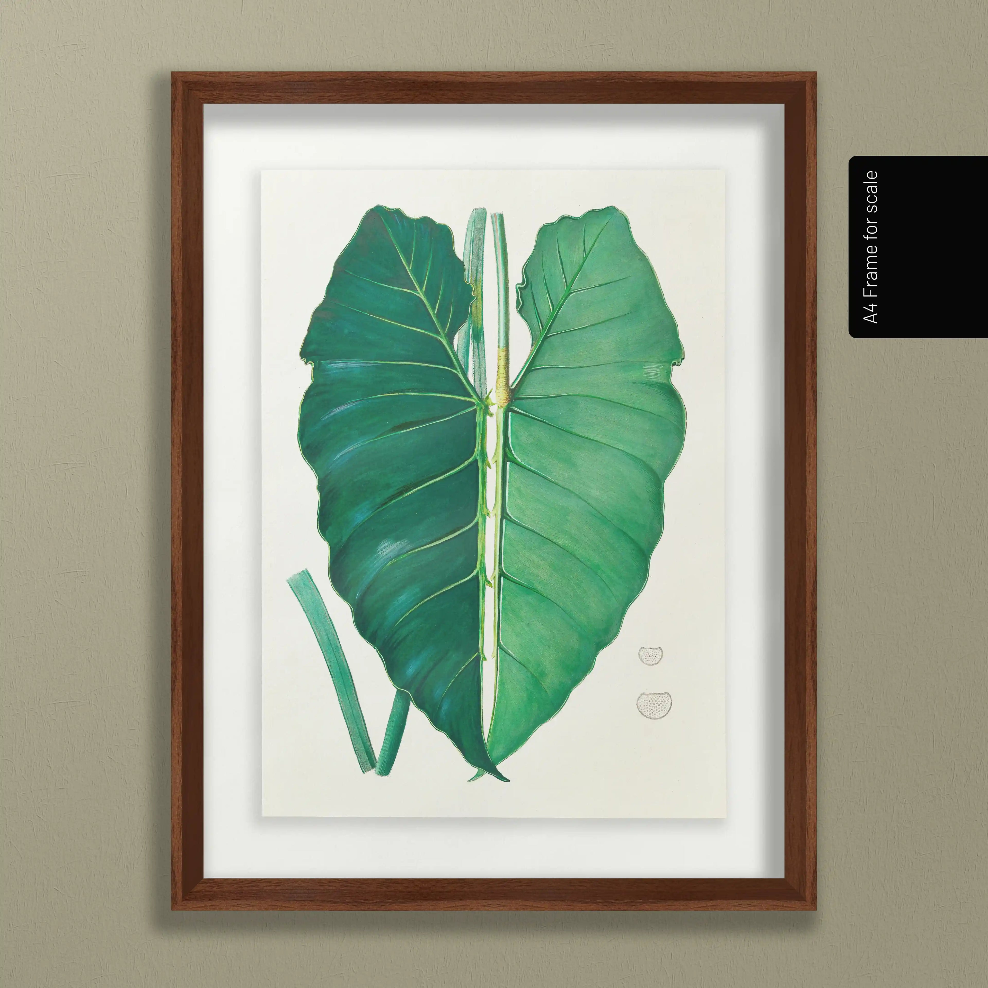 Plant Studies: Plate No. 01