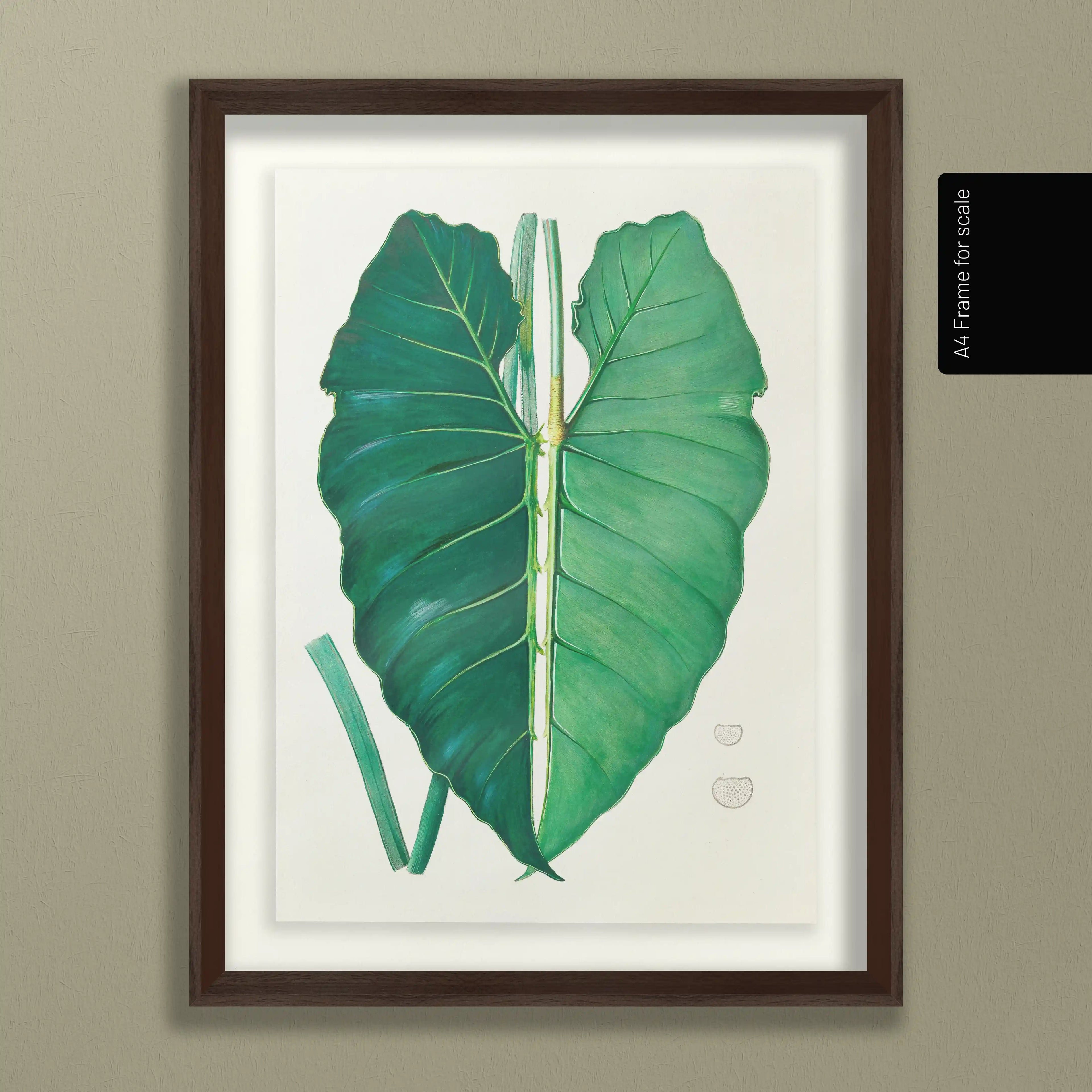 Plant Studies: Plate No. 01