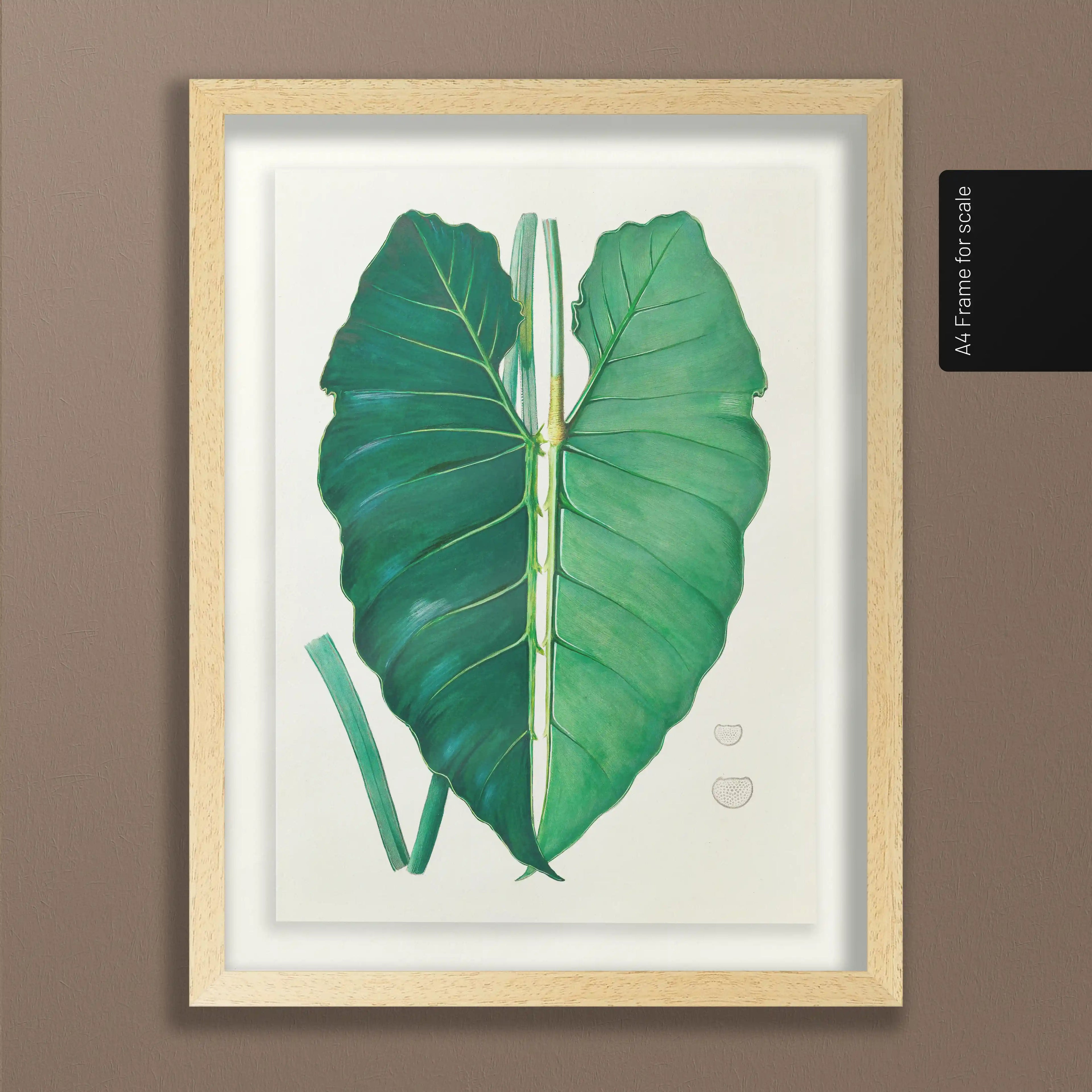 Plant Studies: Plate No. 01