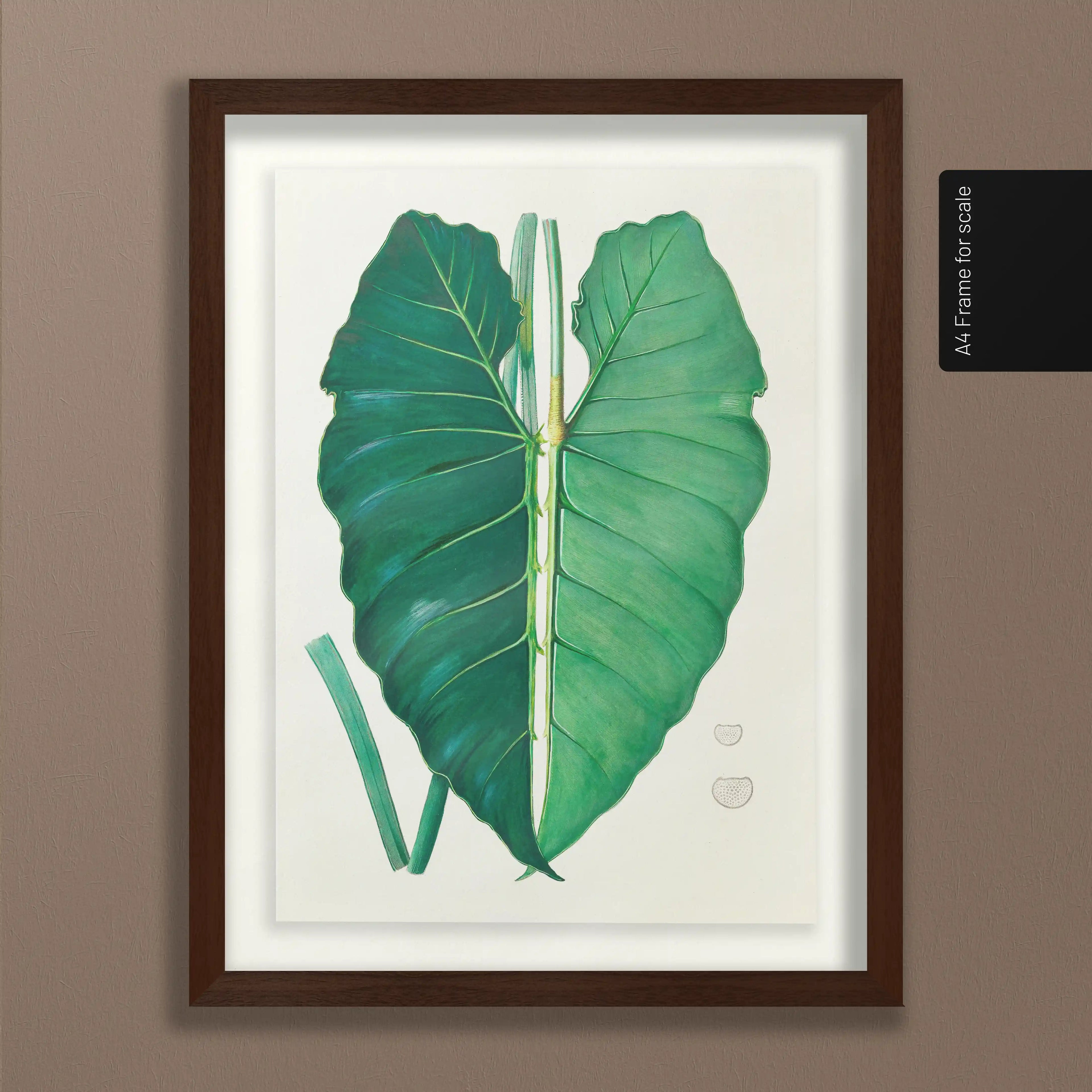 Plant Studies: Plate No. 01