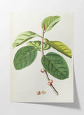 Plant Studies: Plate No. 02