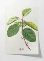 Plant Studies: Plate No. 02