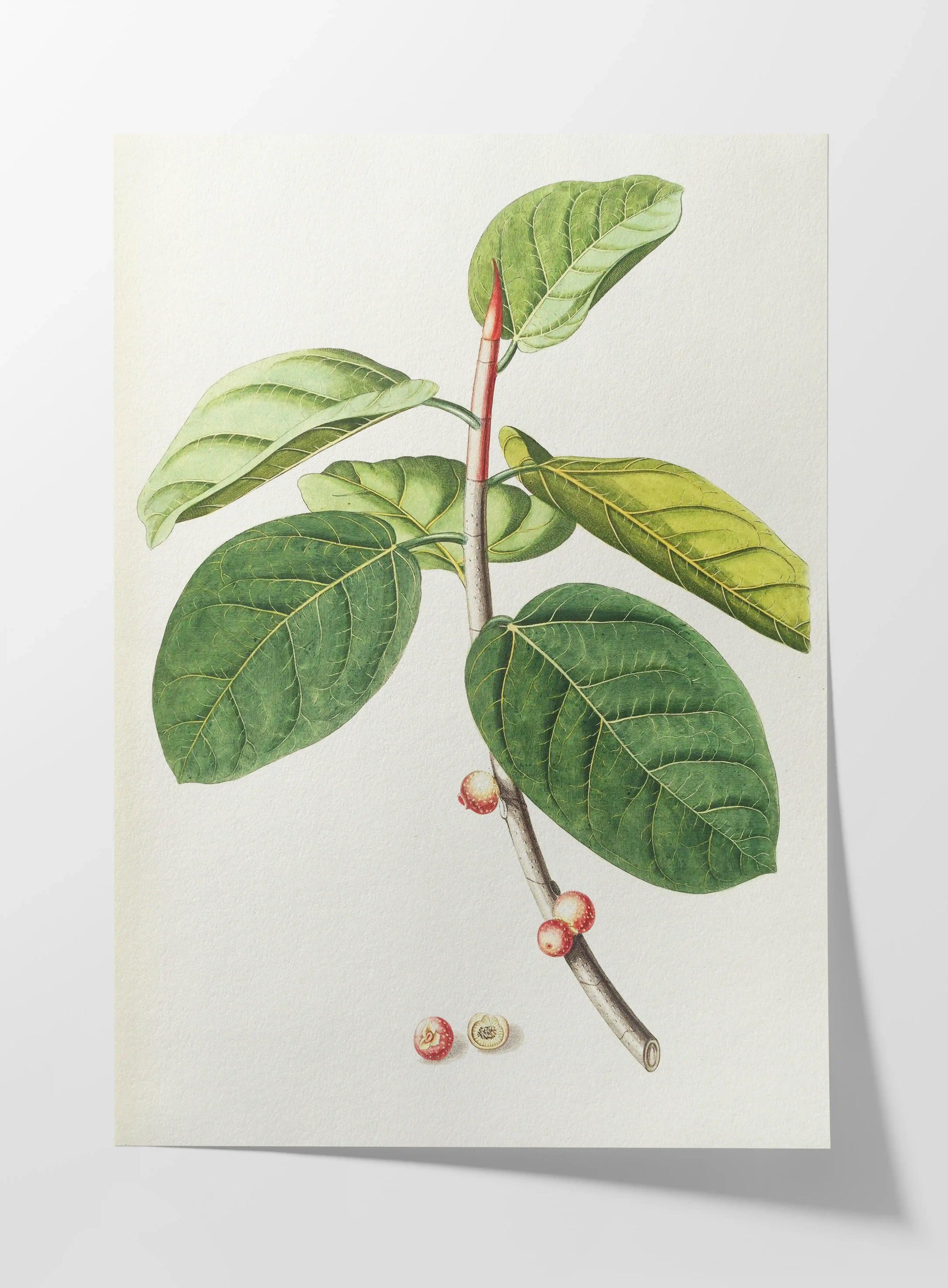 Plant Studies: Plate No. 02