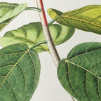 Plant Studies: Plate No. 02