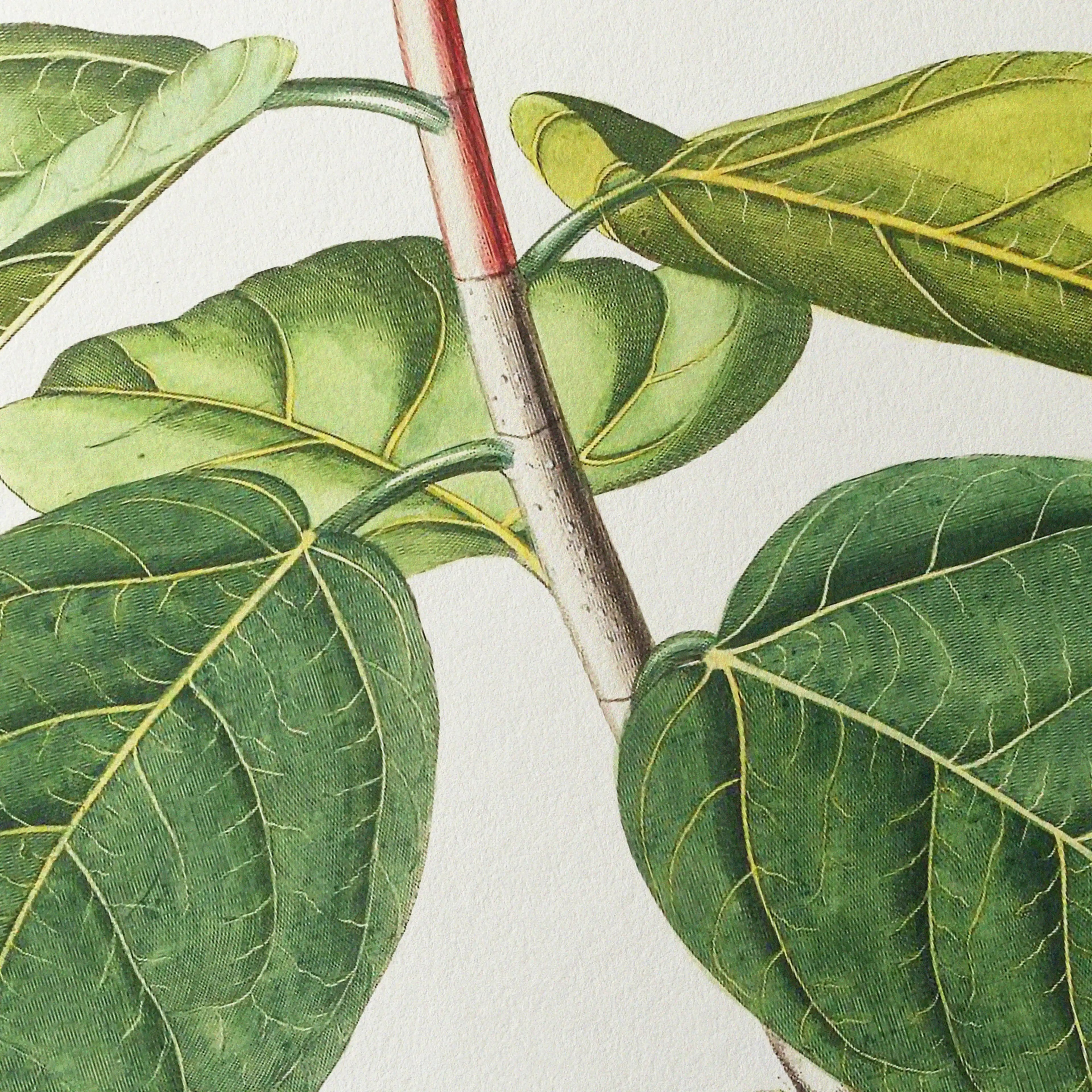 Plant Studies: Plate No. 02
