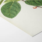 Plant Studies: Plate No. 02