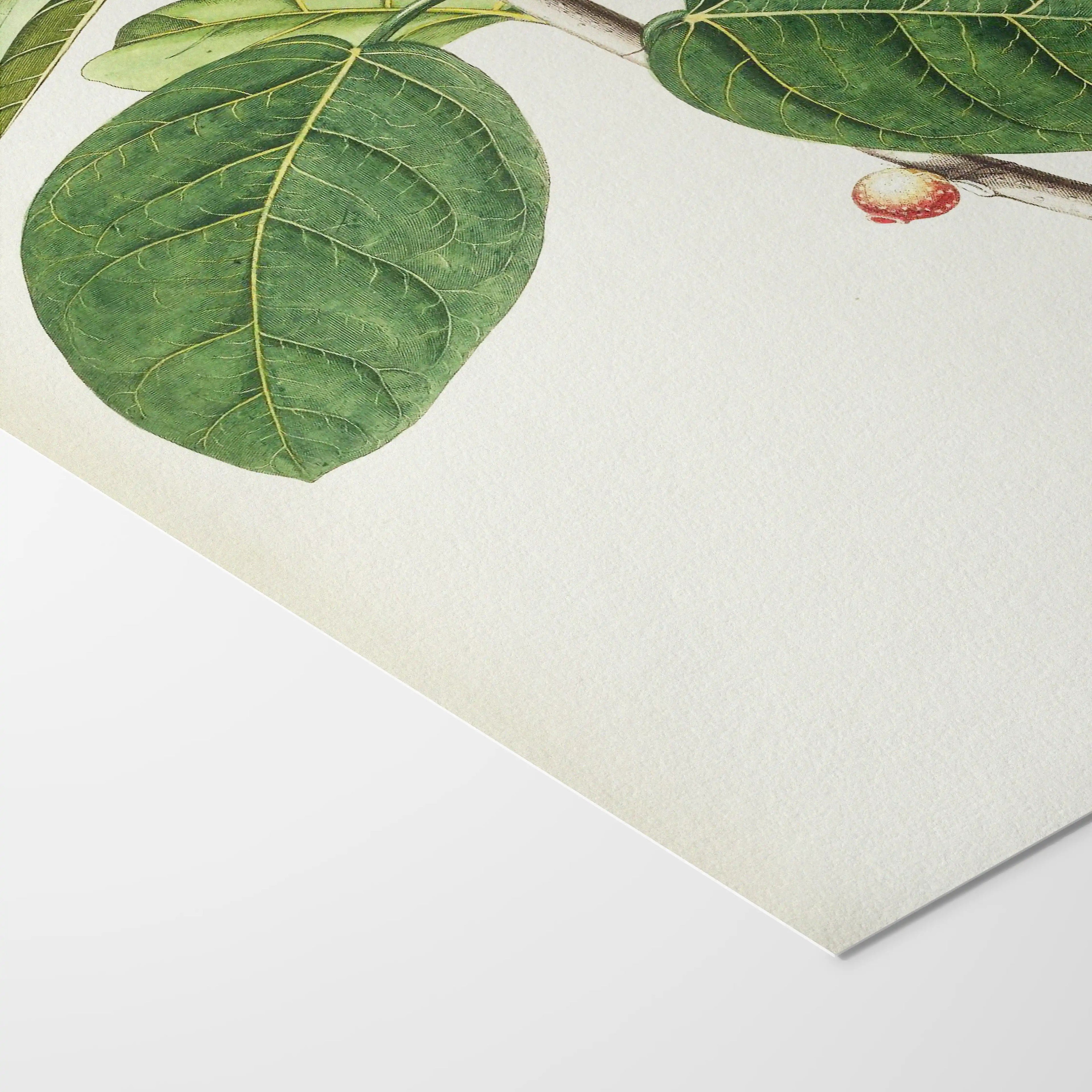 Plant Studies: Plate No. 02
