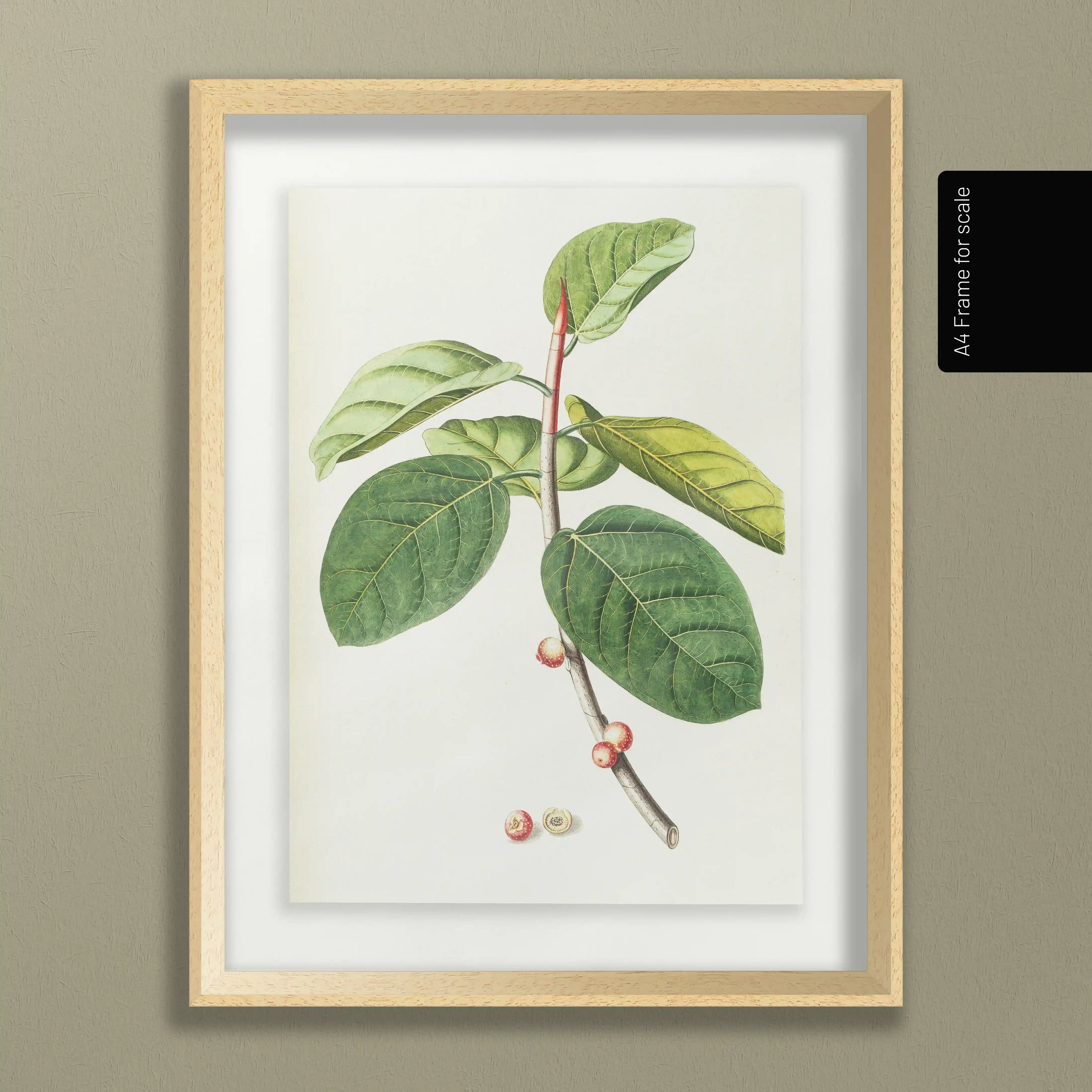 Plant Studies: Plate No. 02