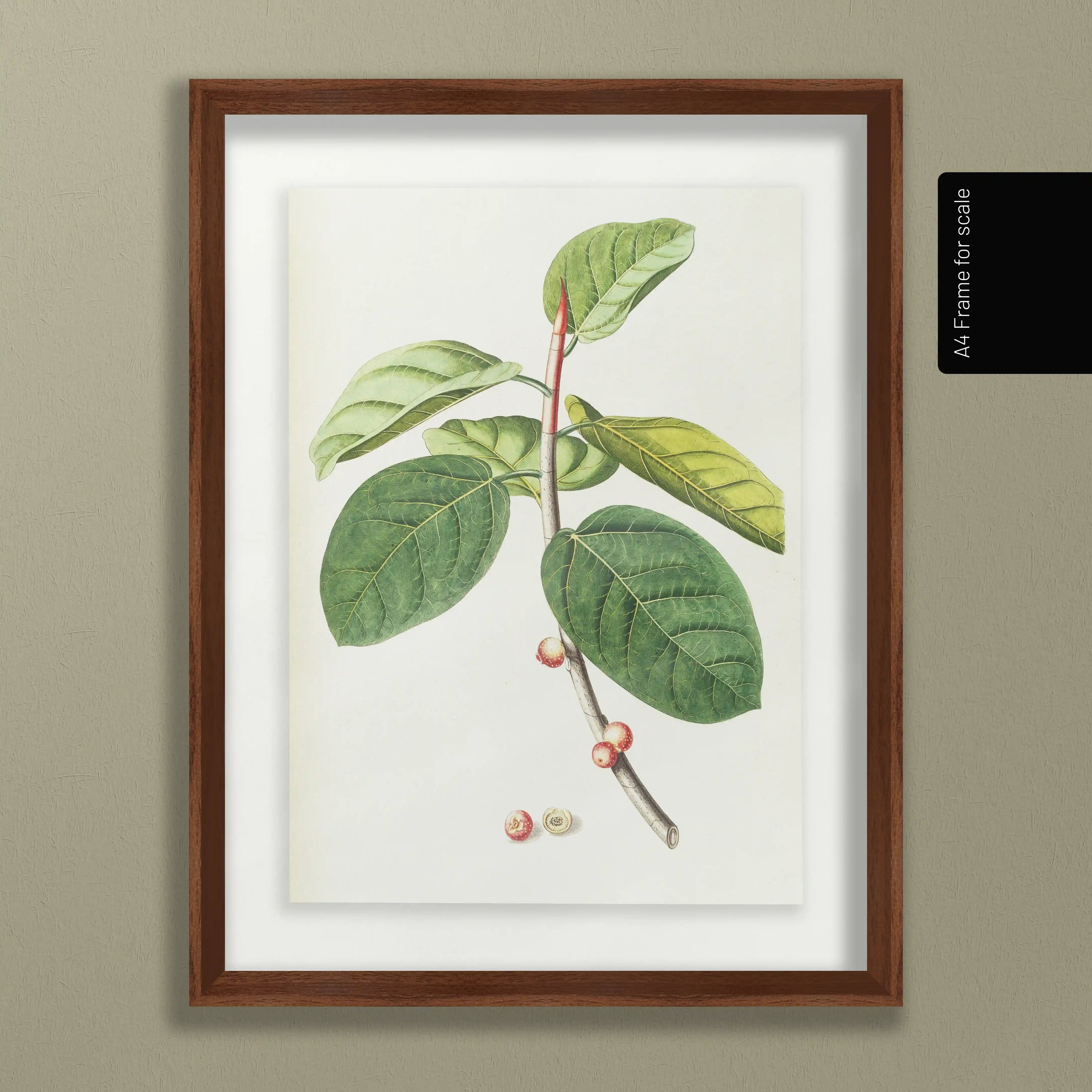 Plant Studies: Plate No. 02