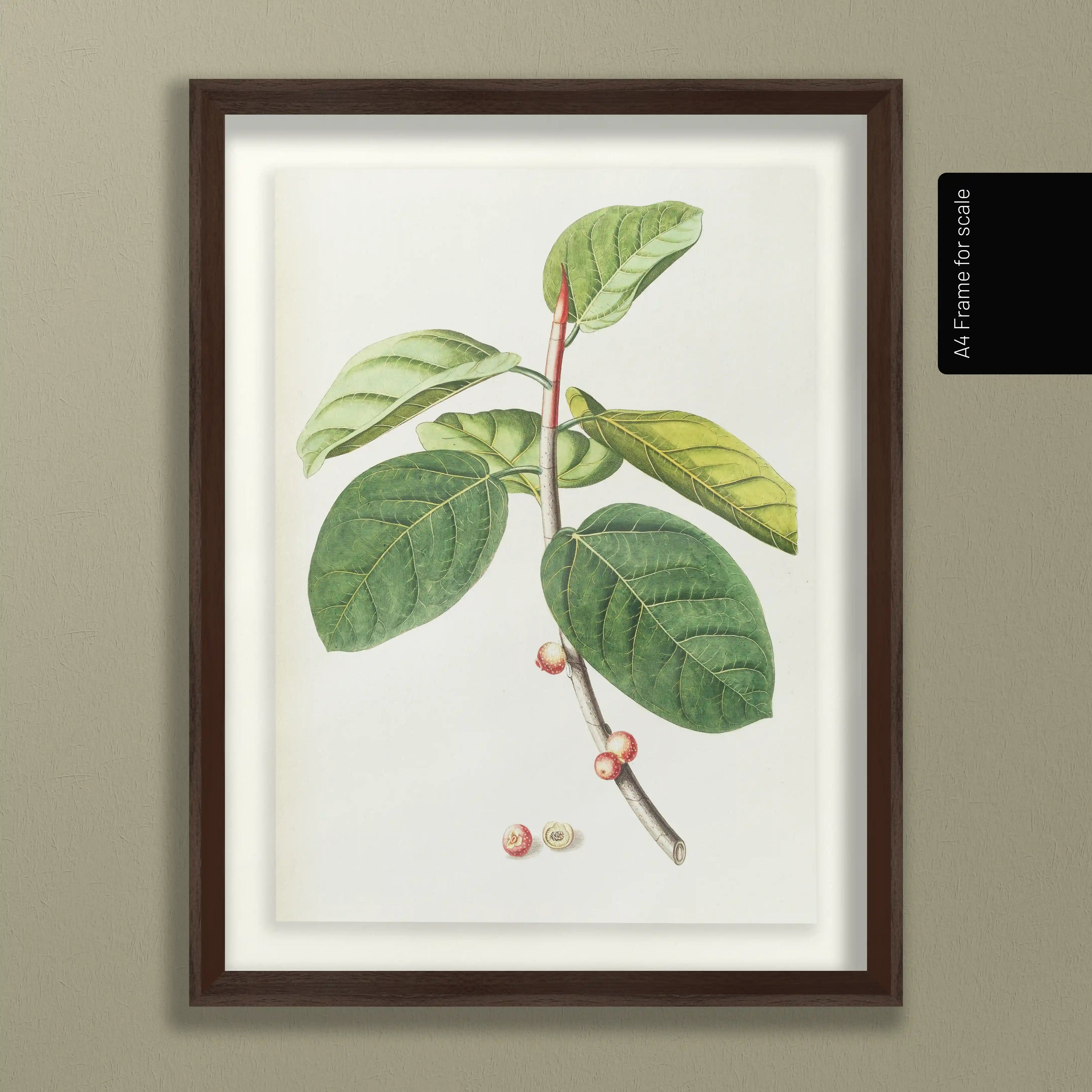 Plant Studies: Plate No. 02