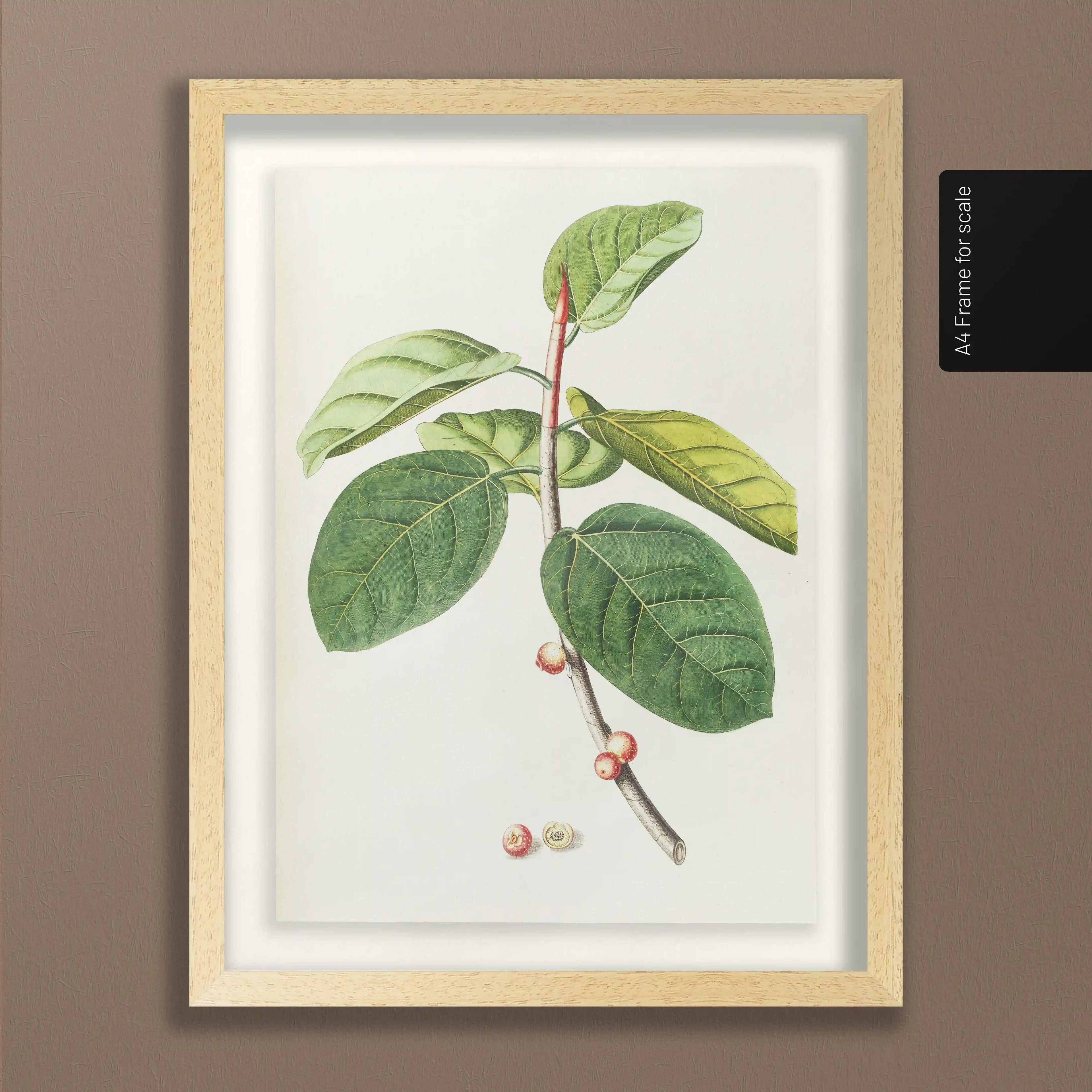 Plant Studies: Plate No. 02