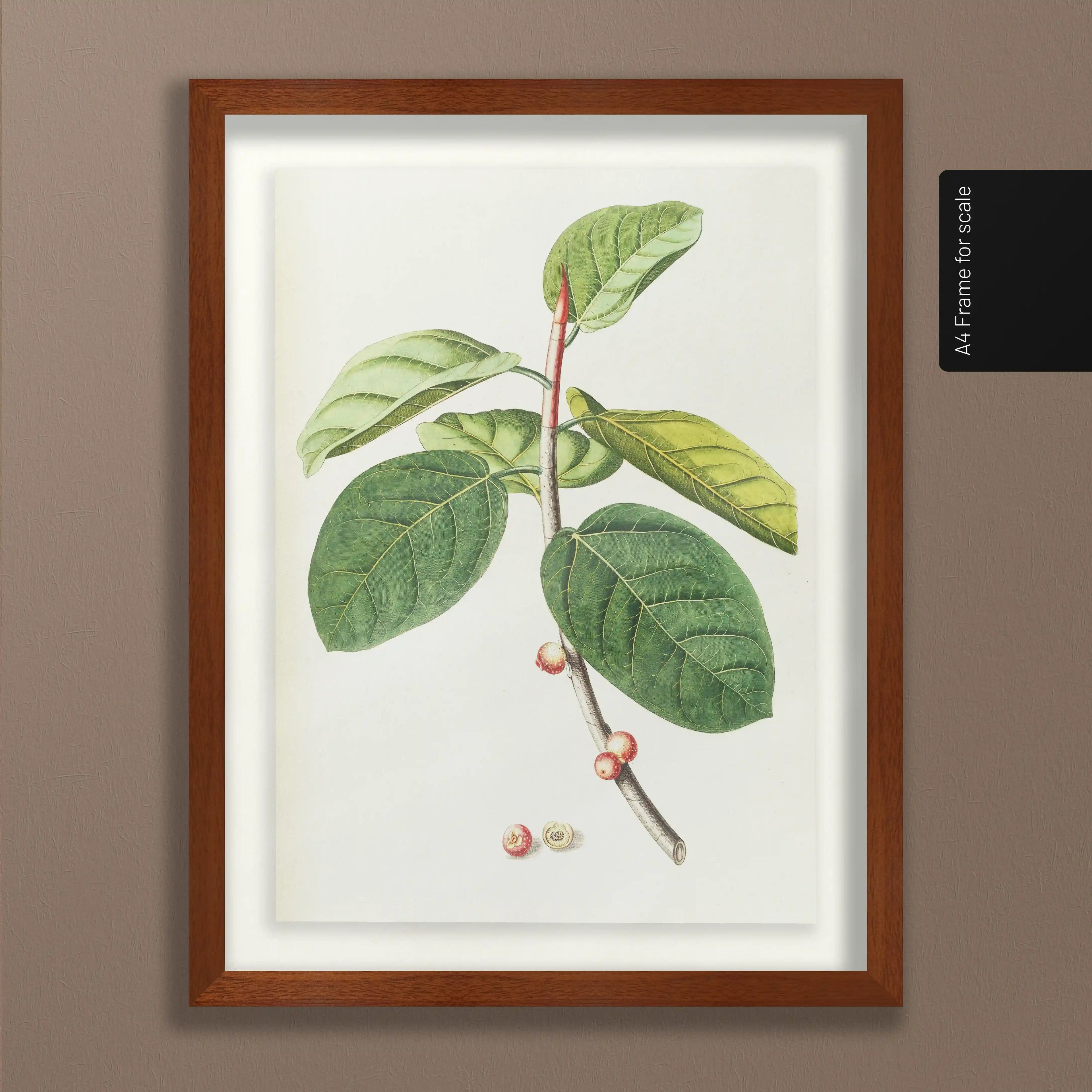 Plant Studies: Plate No. 02