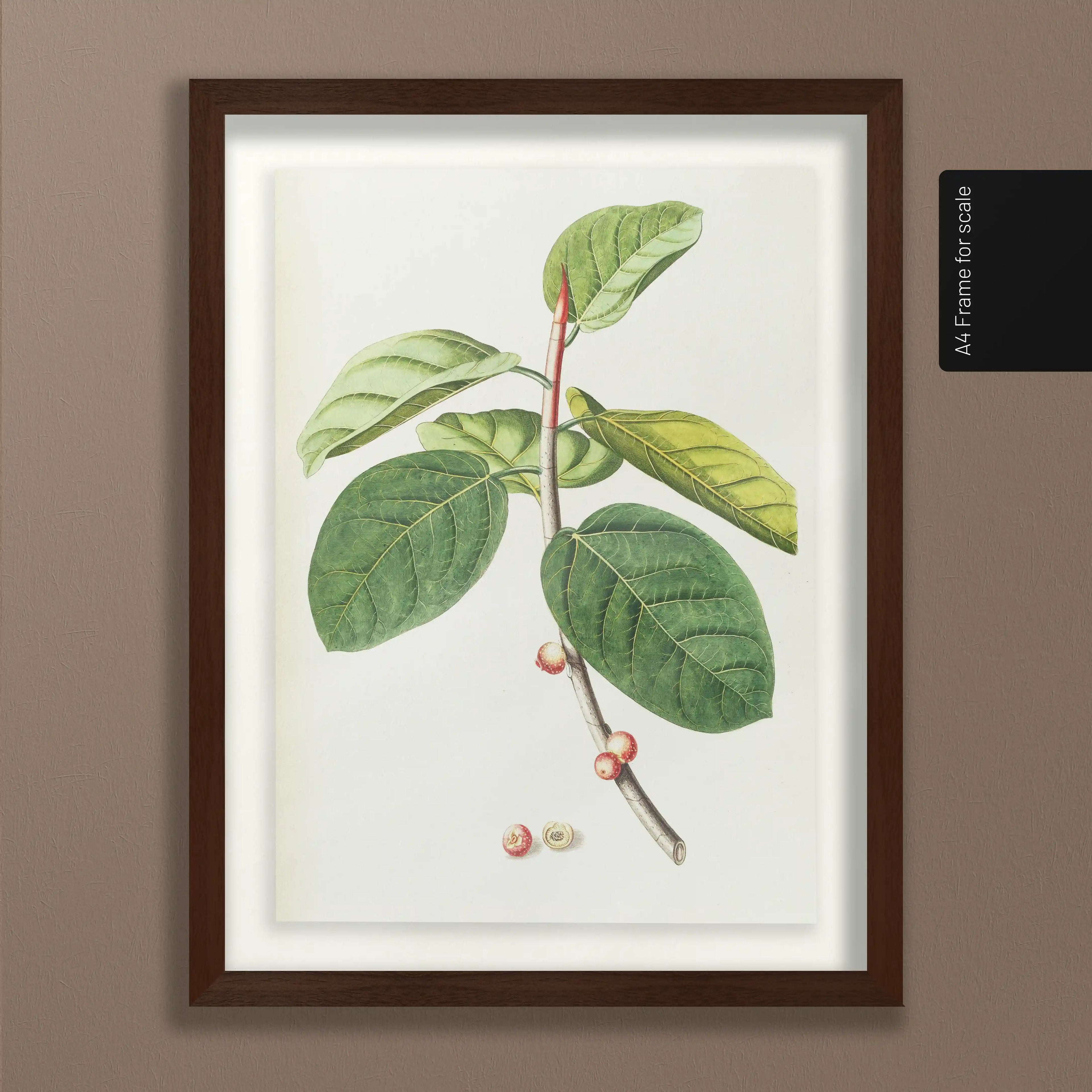 Plant Studies: Plate No. 02
