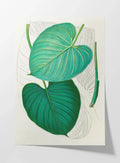Plant Studies: Plate No. 03
