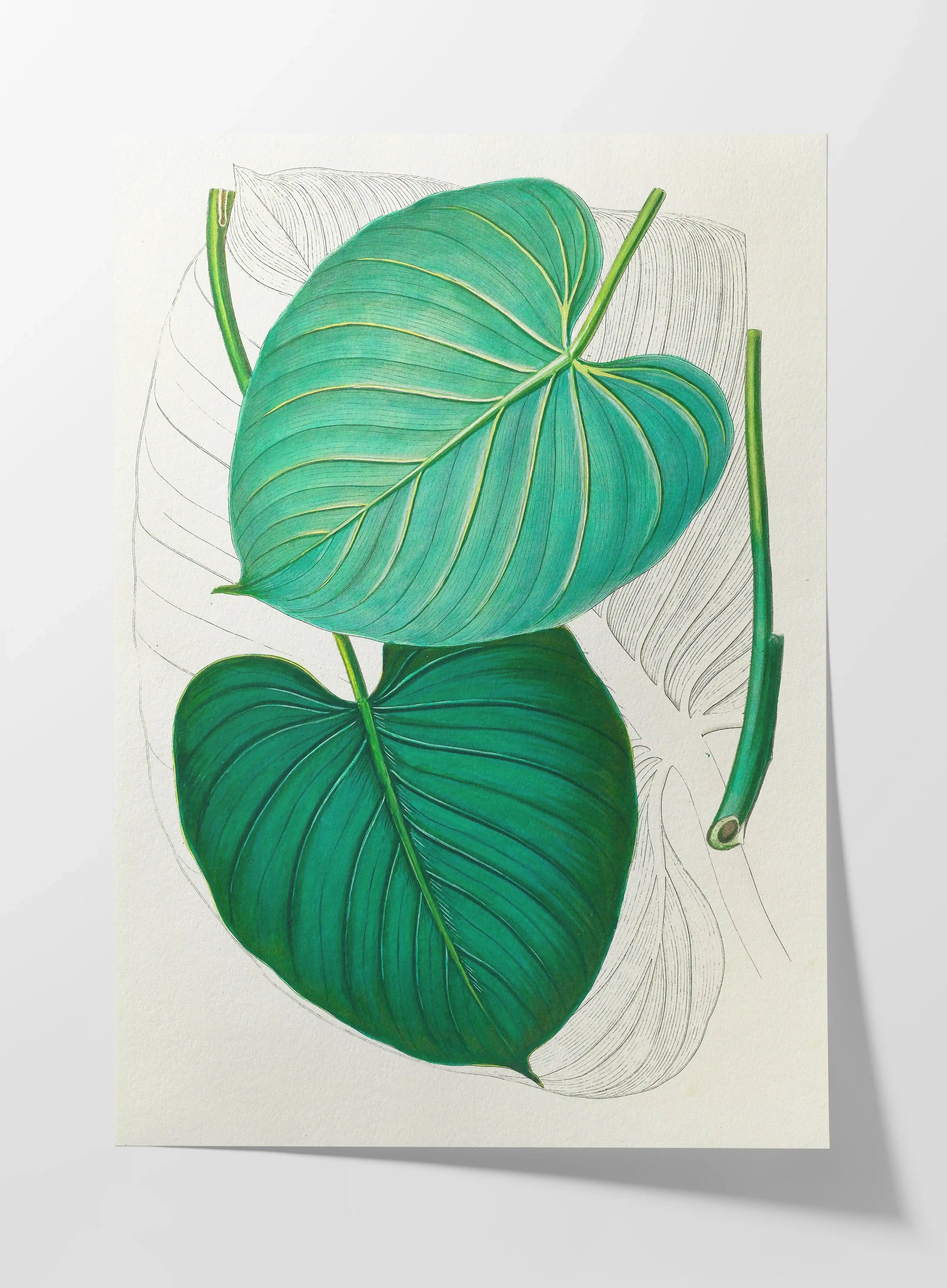 Plant Studies: Plate No. 03