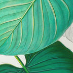 Plant Studies: Plate No. 03