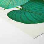 Plant Studies: Plate No. 03