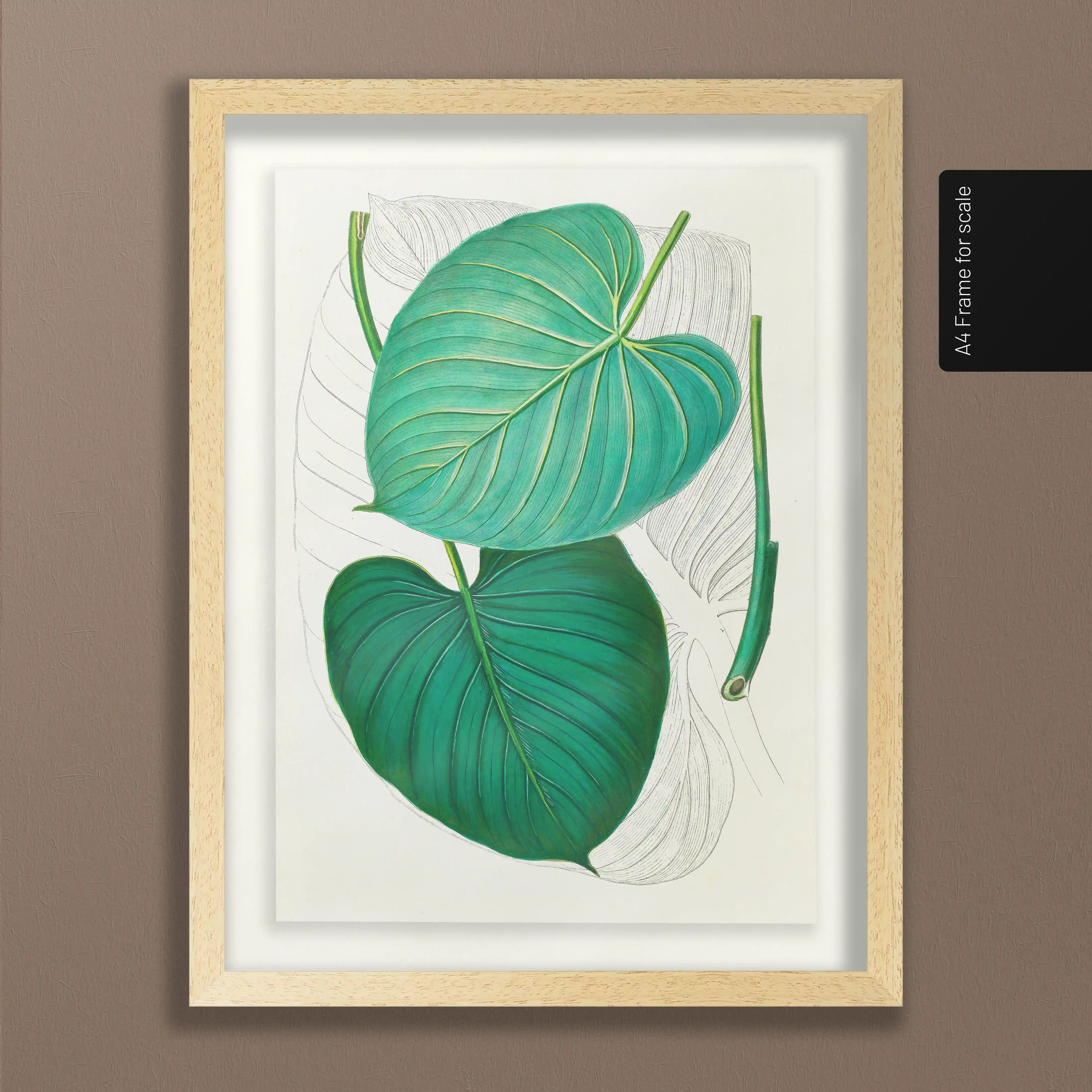 Plant Studies: Plate No. 03