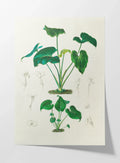 Plant Studies: Plate No. 04