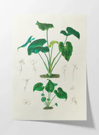 Plant Studies: Plate No. 04