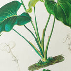 Plant Studies: Plate No. 04