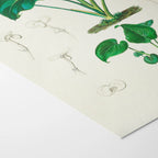 Plant Studies: Plate No. 04