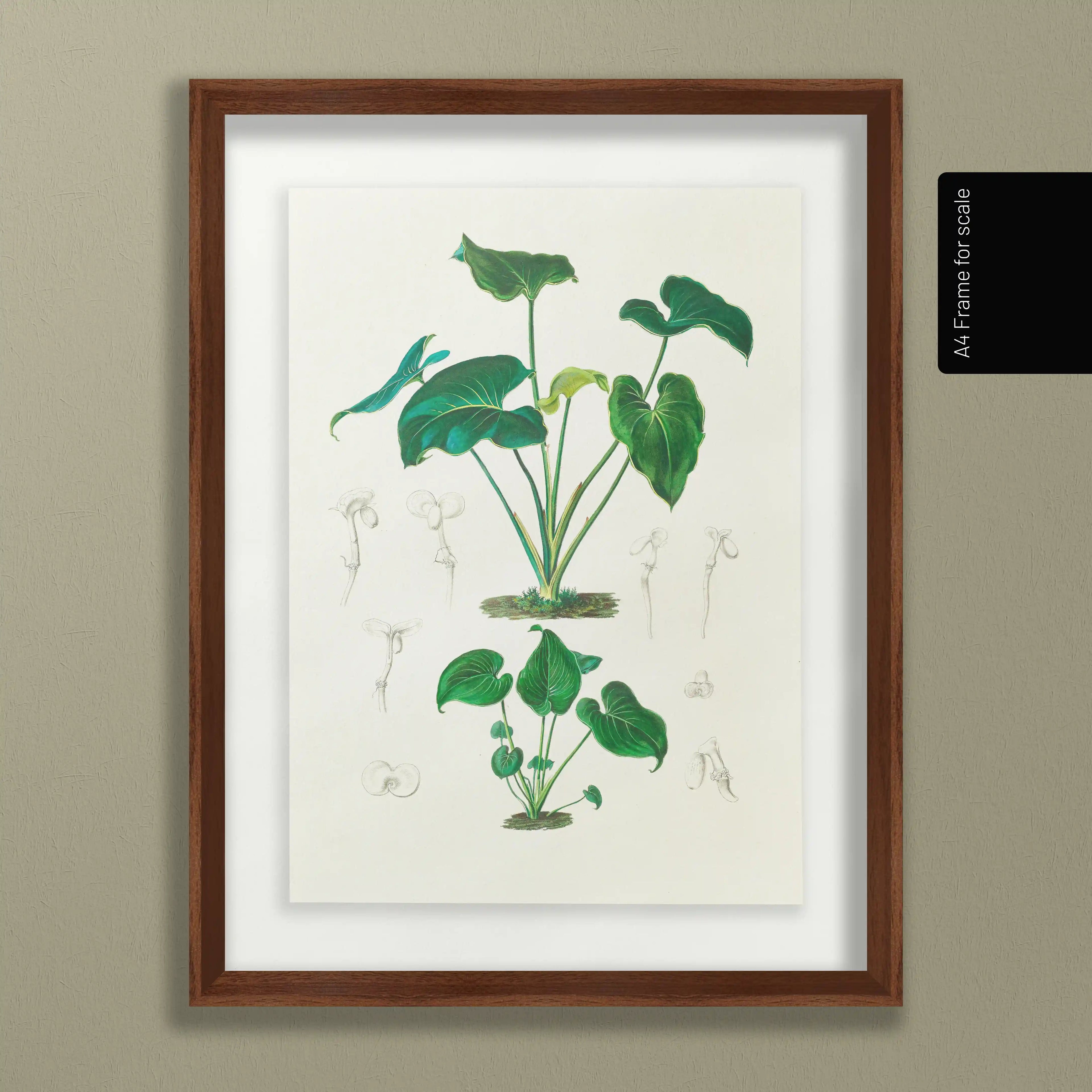 Plant Studies: Plate No. 04