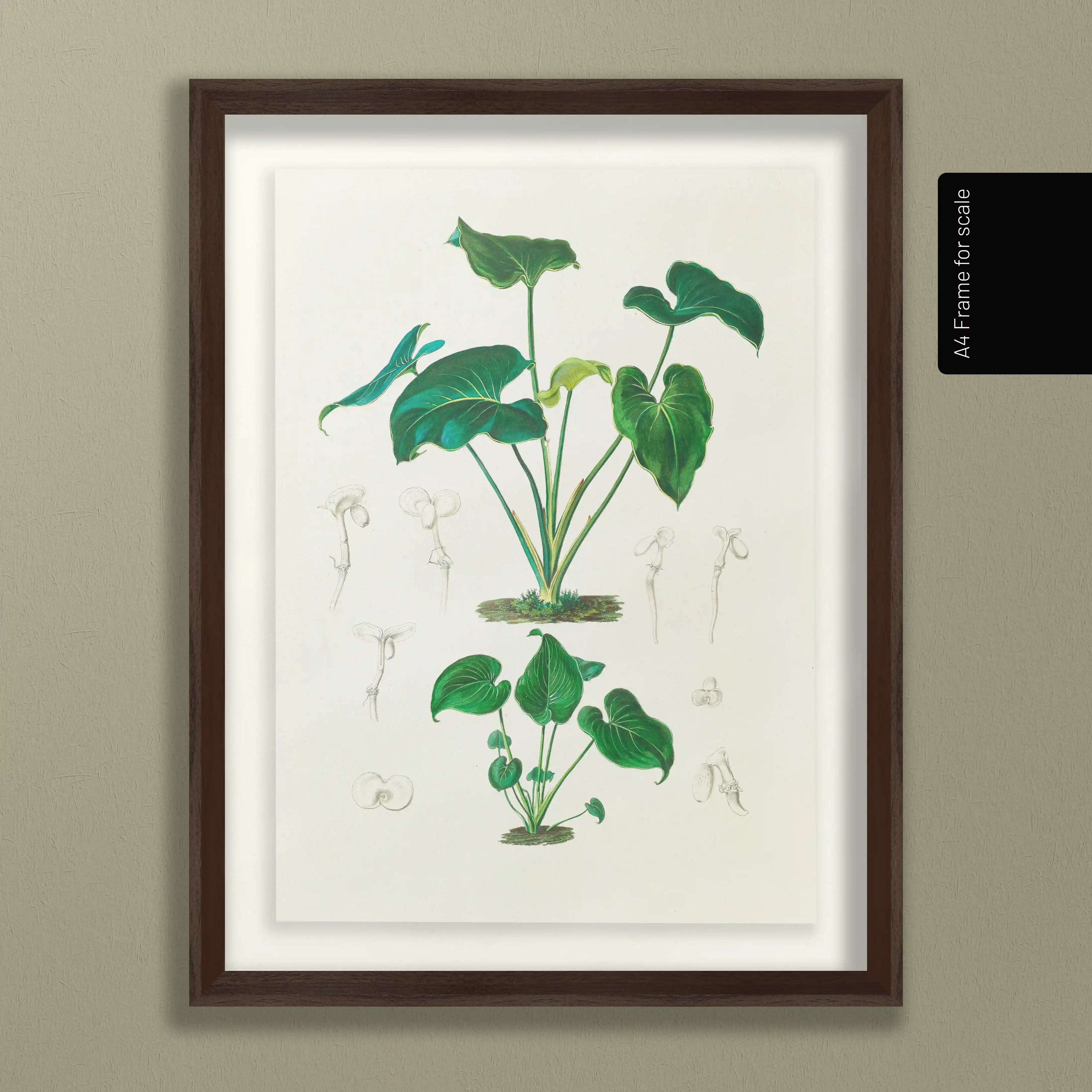 Plant Studies: Plate No. 04