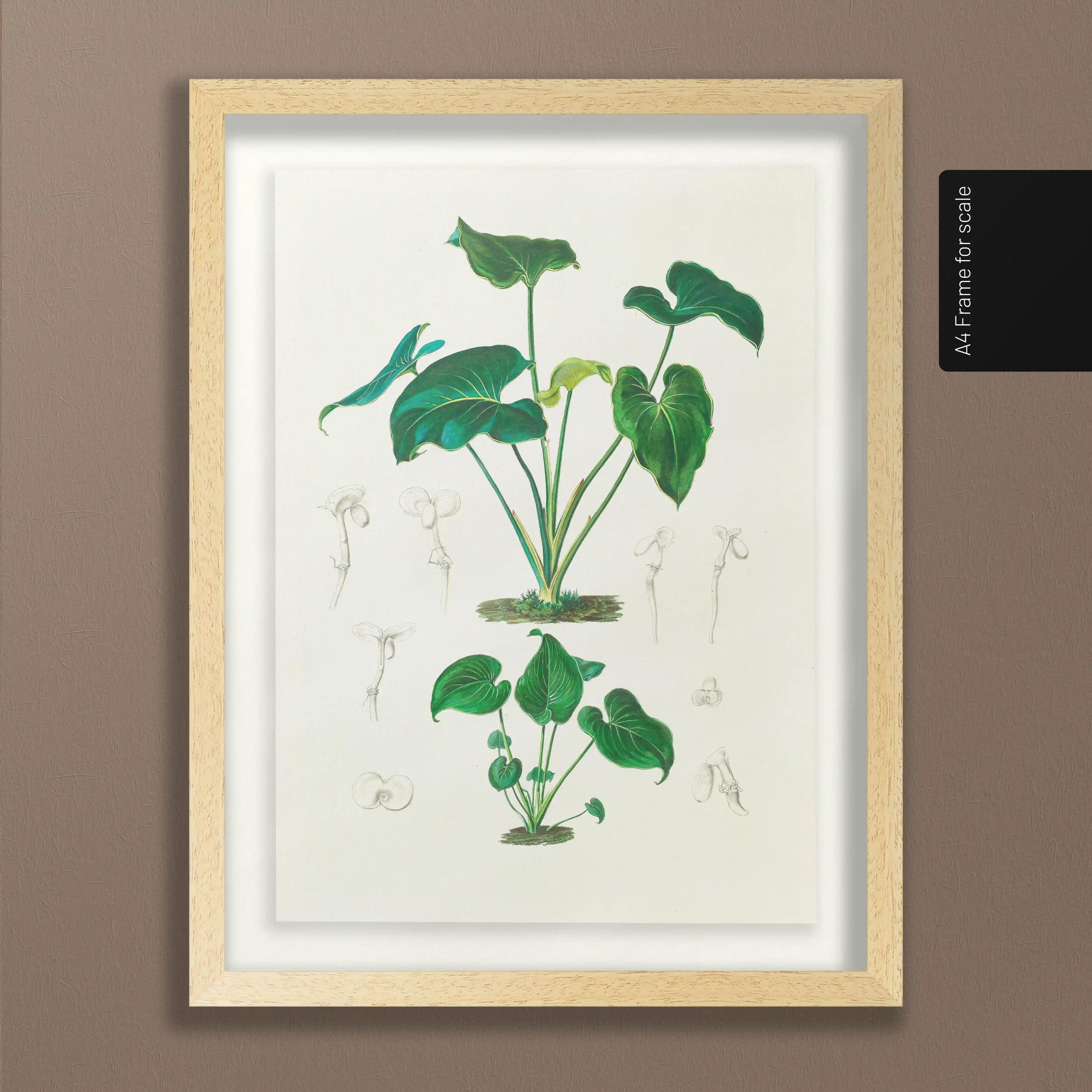 Plant Studies: Plate No. 04