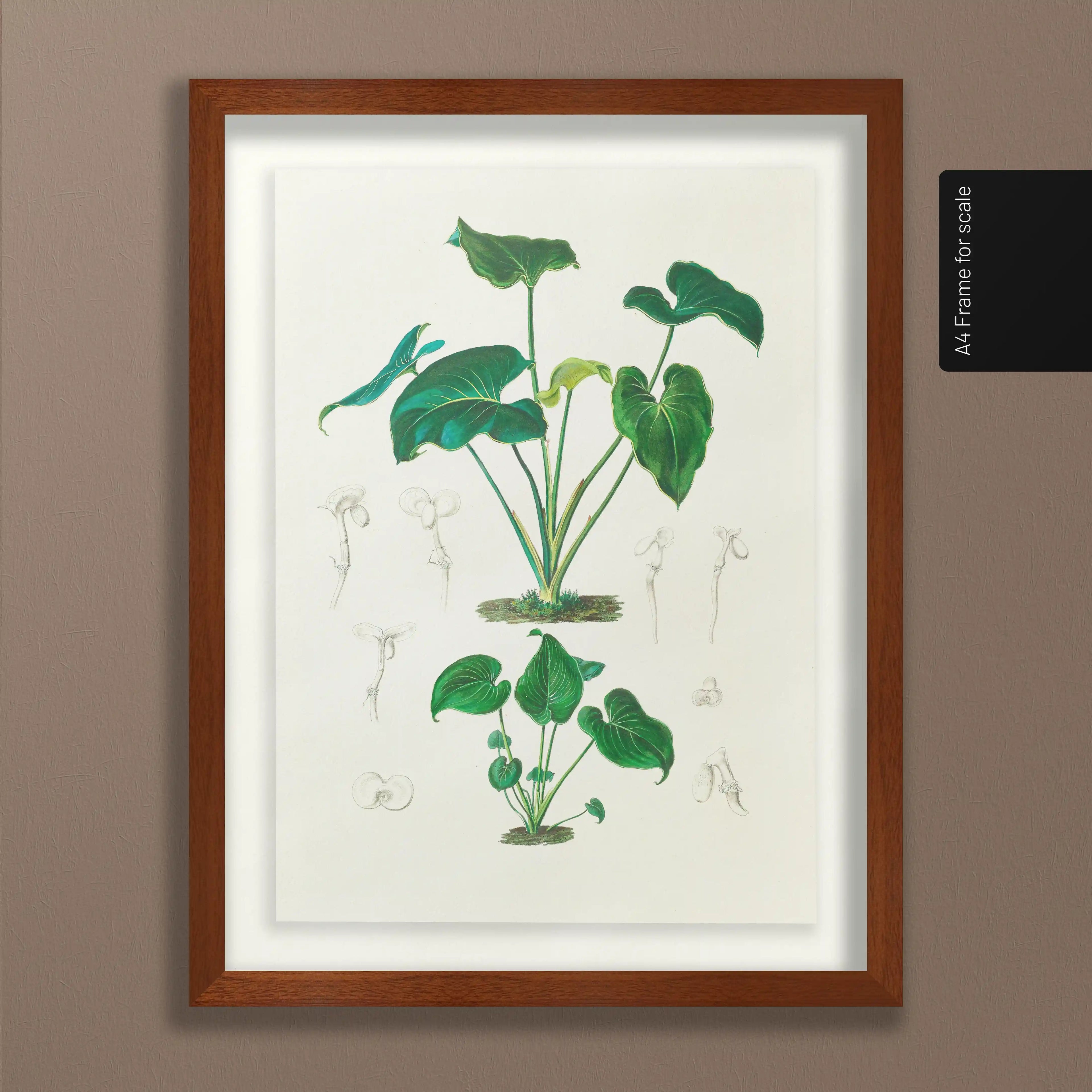 Plant Studies: Plate No. 04