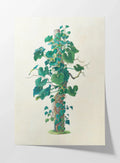 Plant Studies: Plate No. 05