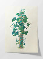 Plant Studies: Plate No. 05
