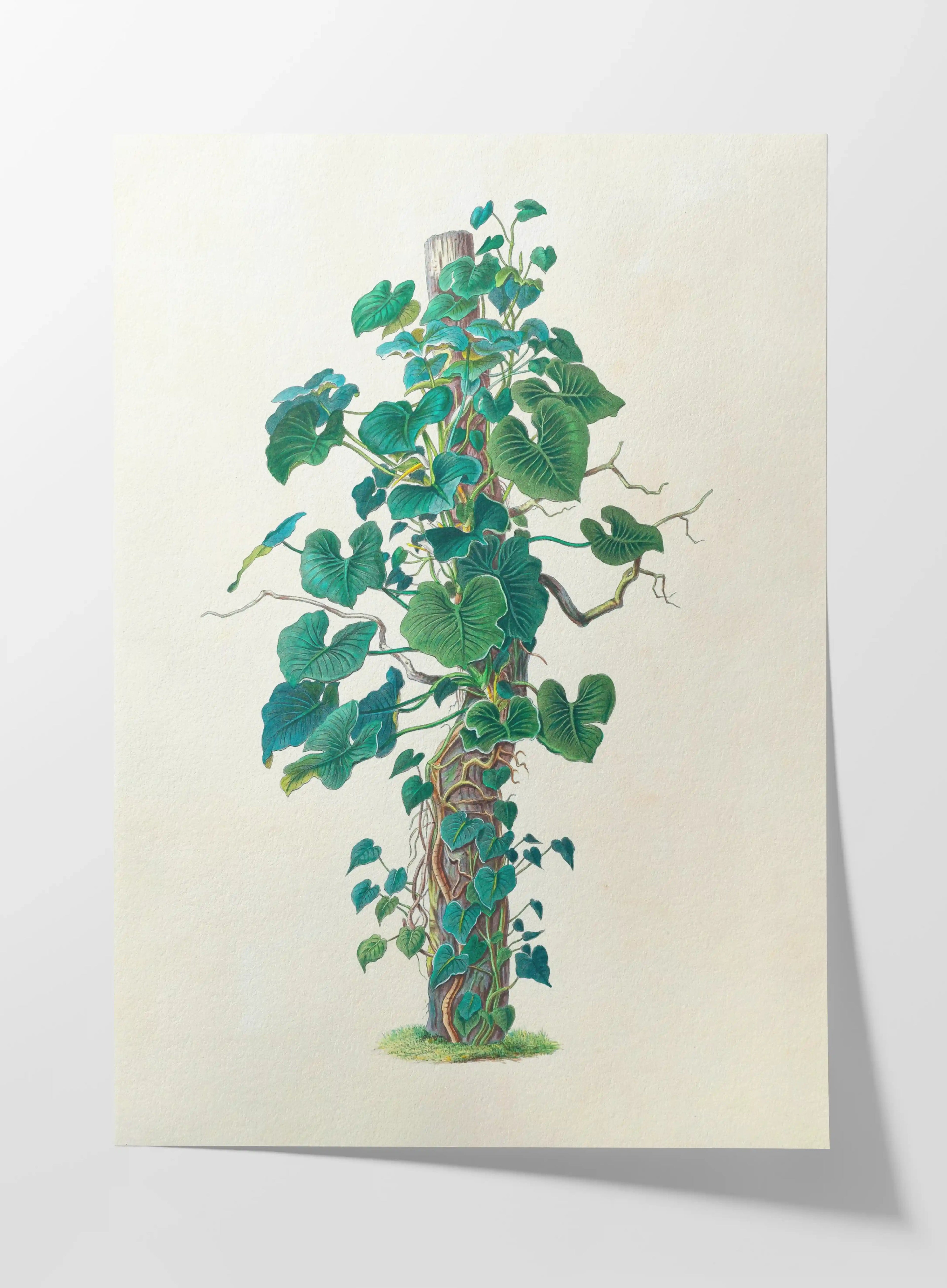 Plant Studies: Plate No. 05