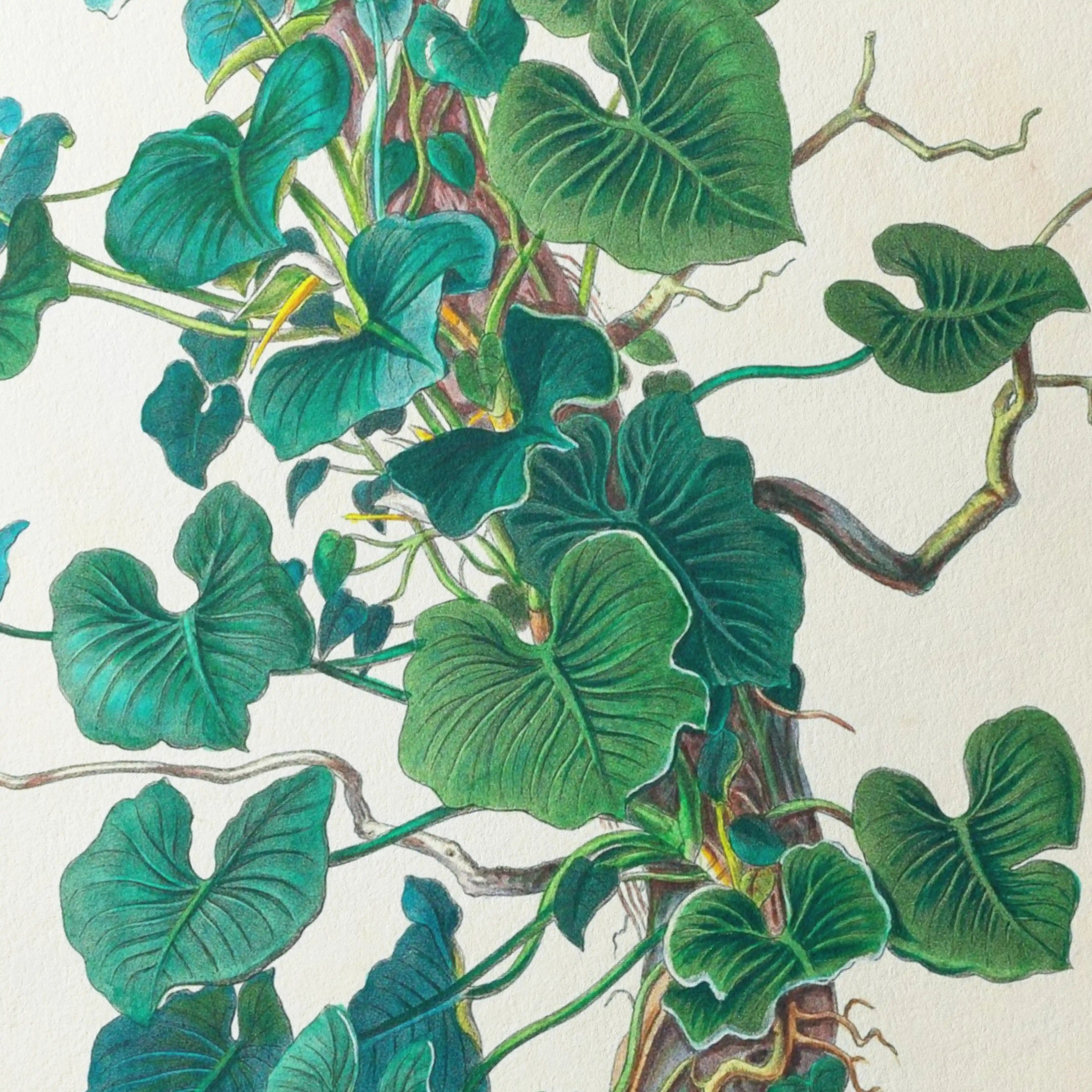 Plant Studies: Plate No. 05