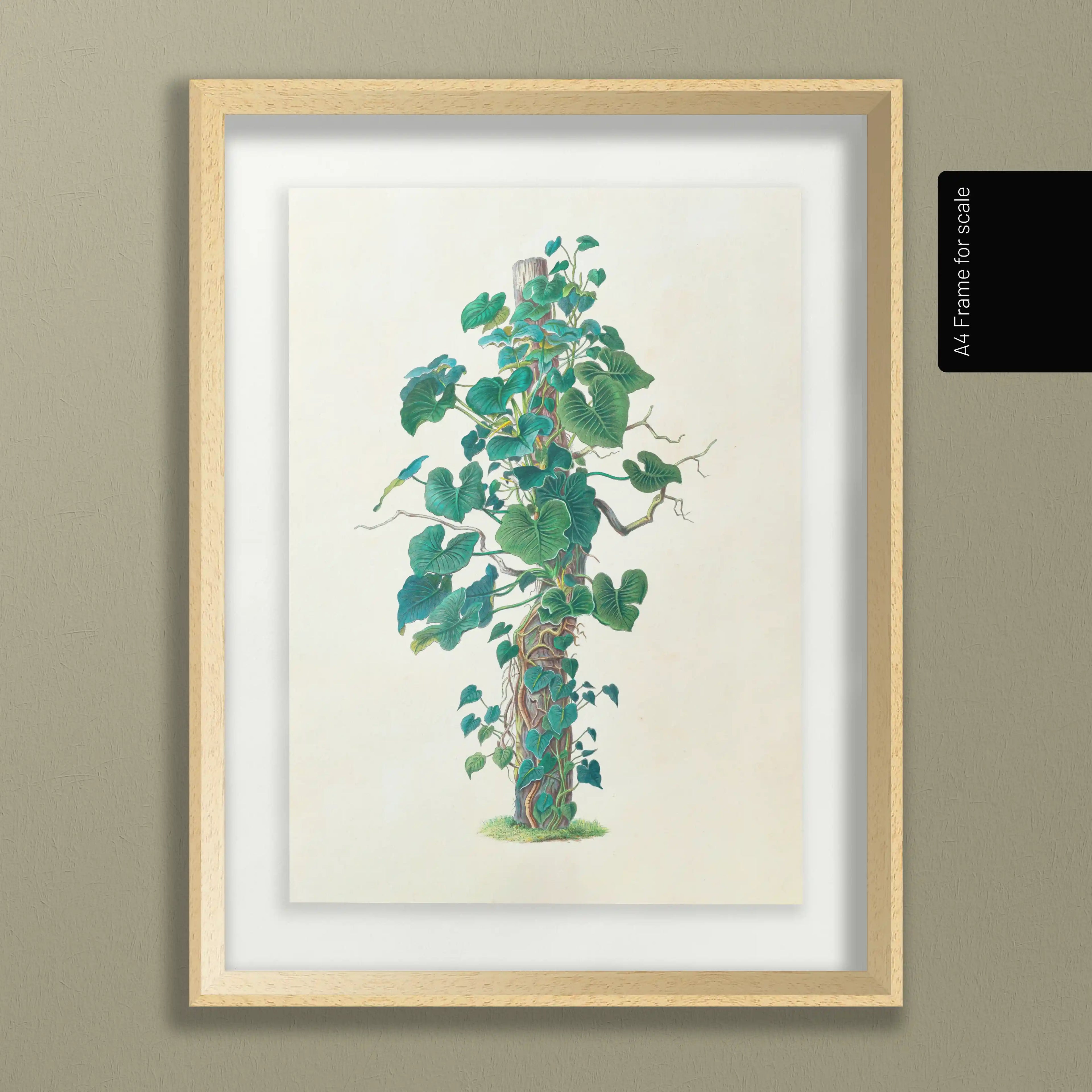 Plant Studies: Plate No. 05