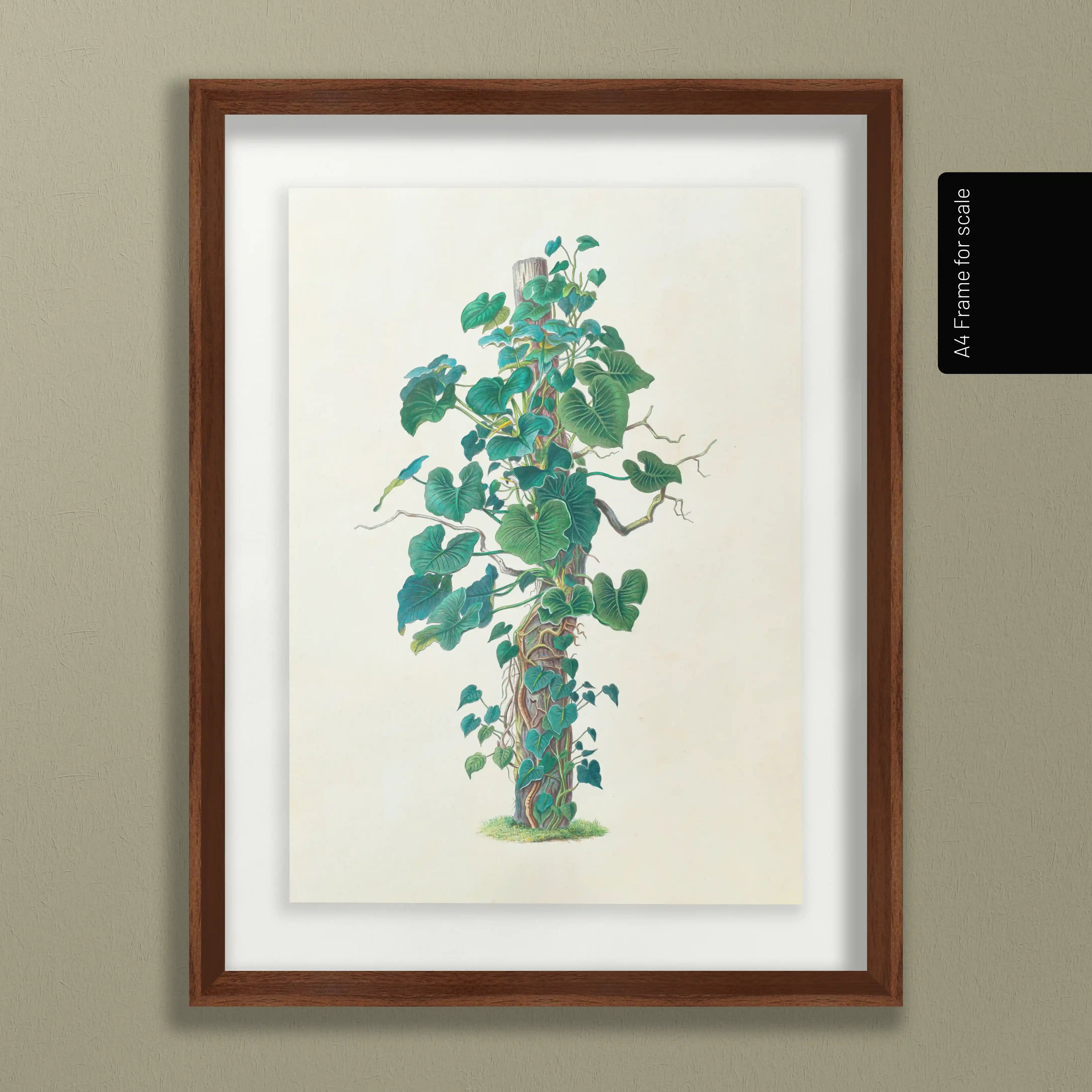Plant Studies: Plate No. 05