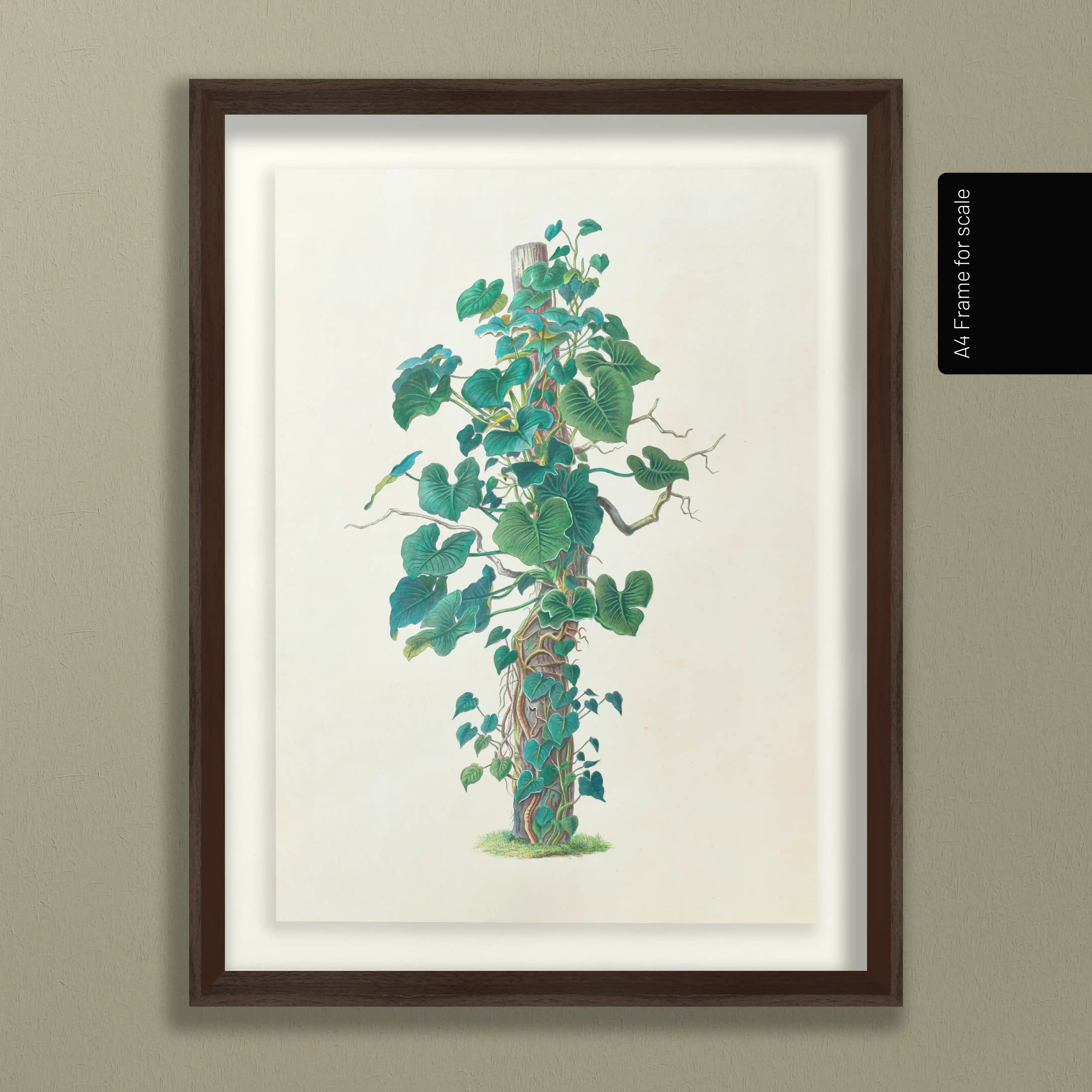 Plant Studies: Plate No. 05