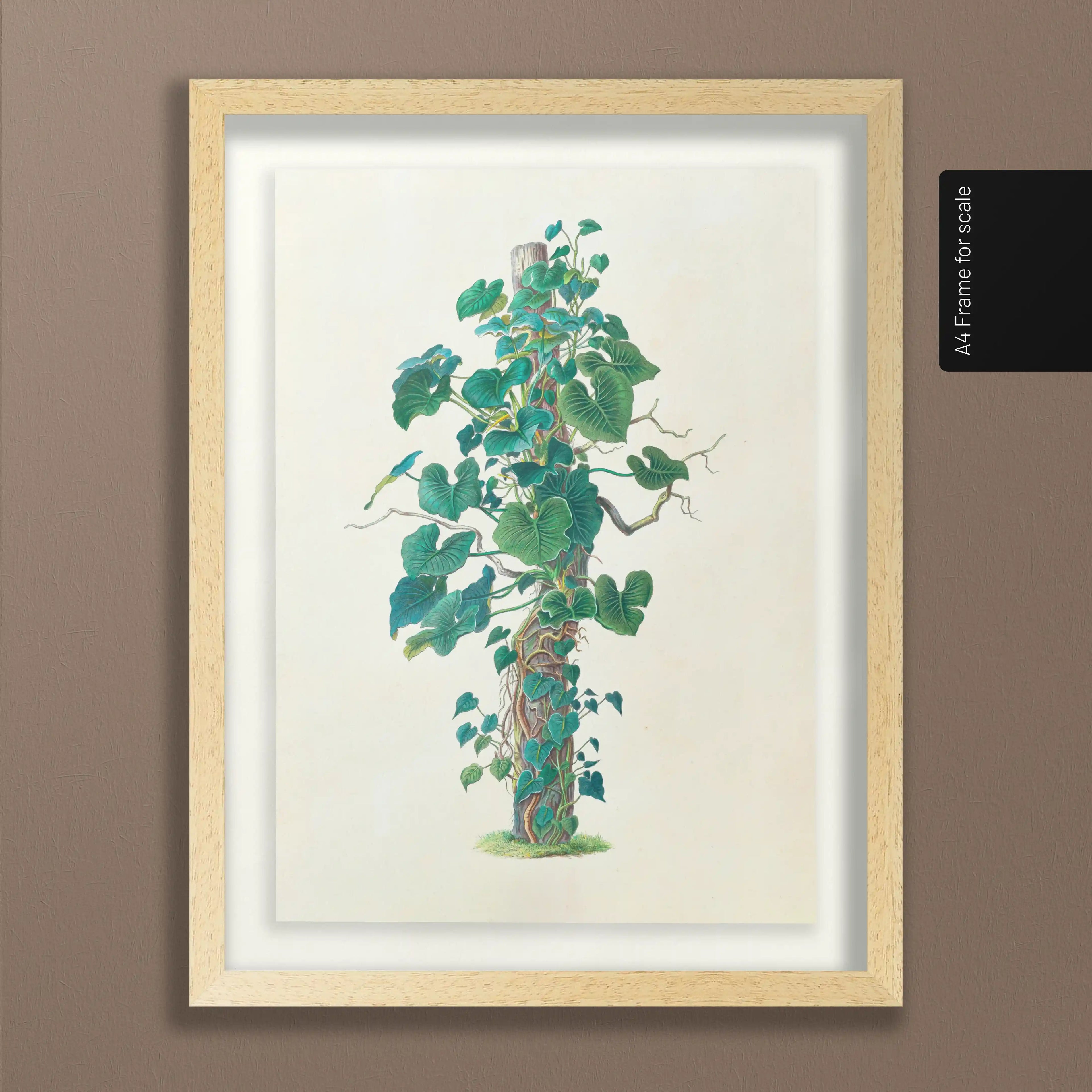 Plant Studies: Plate No. 05