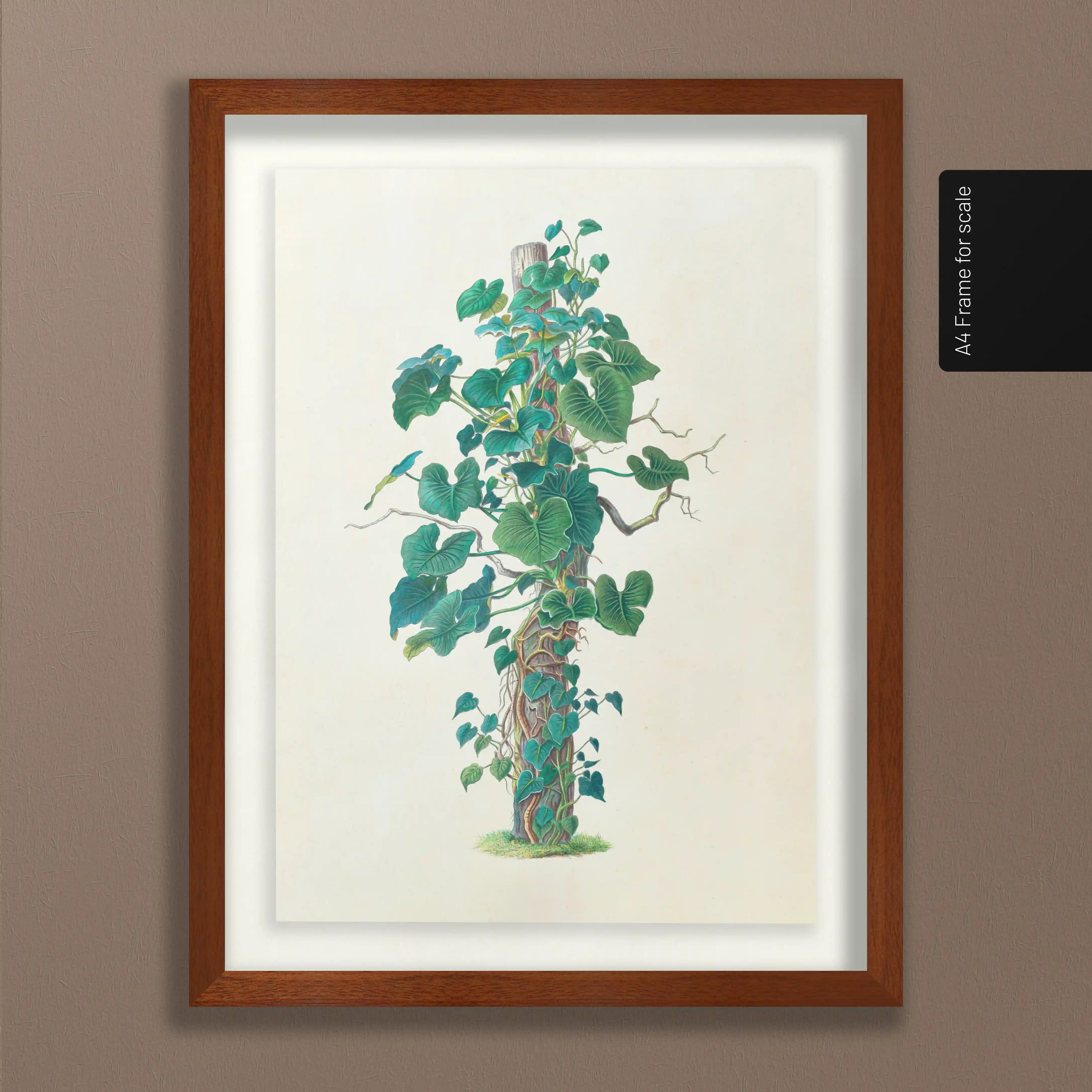 Plant Studies: Plate No. 05