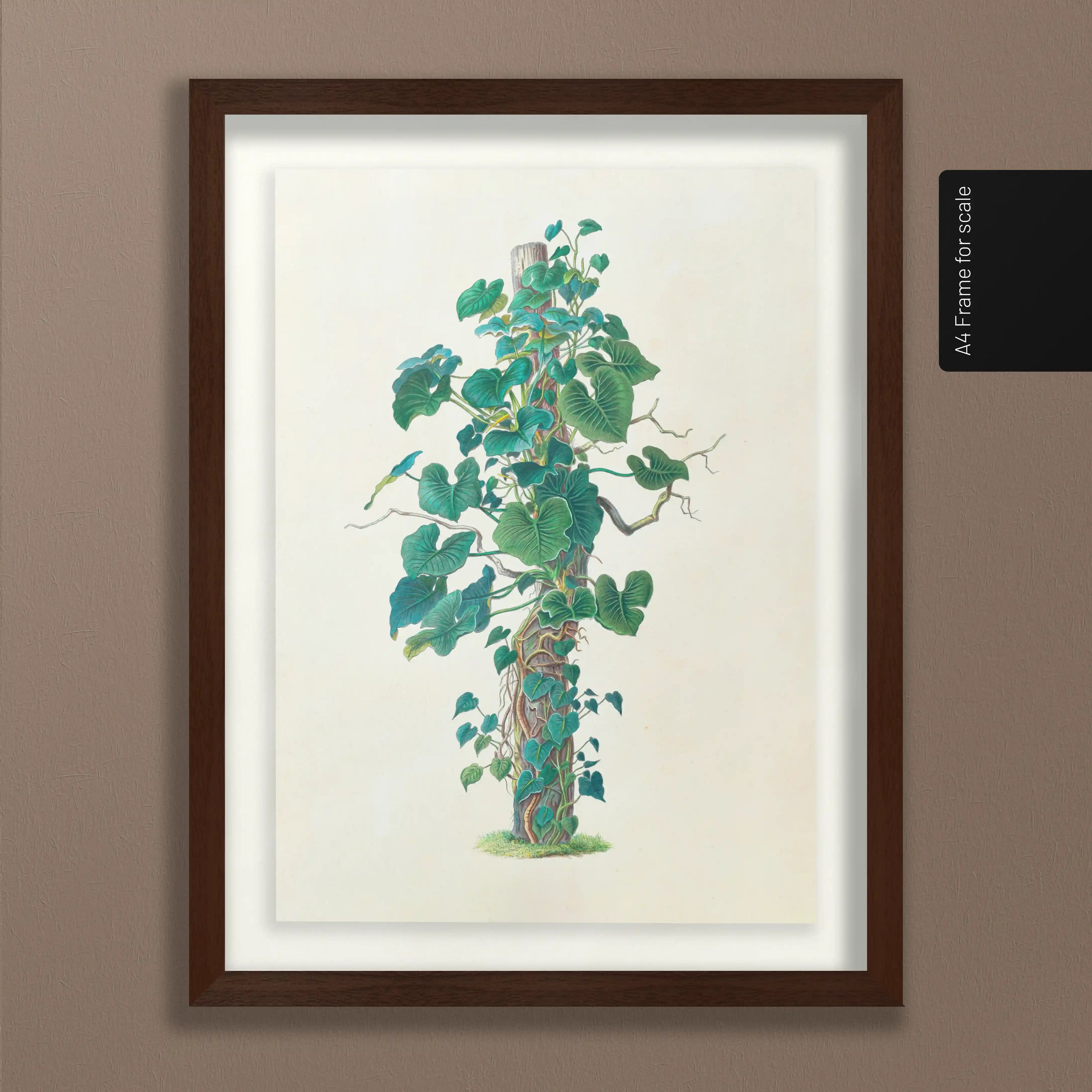 Plant Studies: Plate No. 05