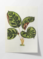 Plant Studies: Plate No. 06