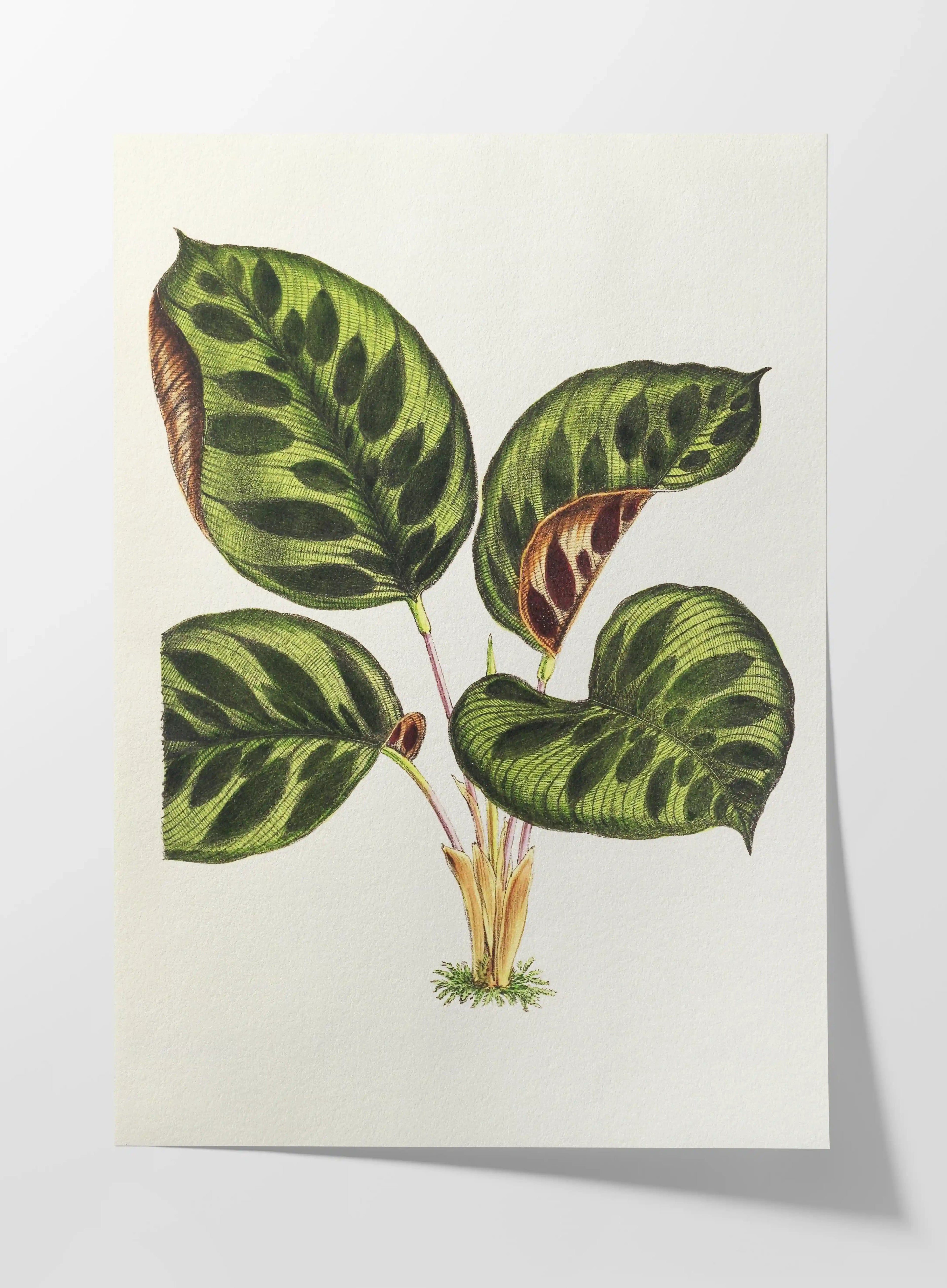 Plant Studies: Plate No. 06