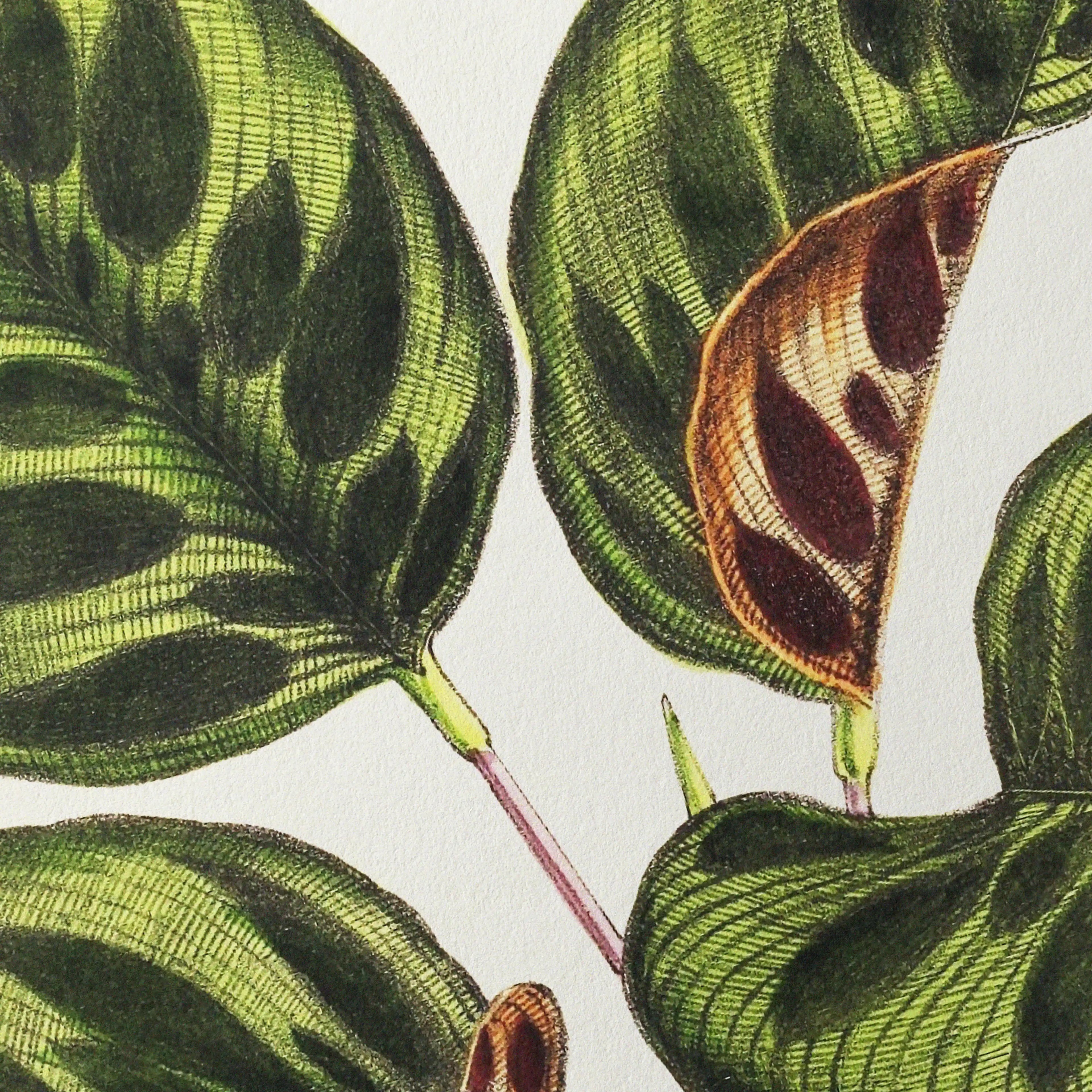 Plant Studies: Plate No. 06