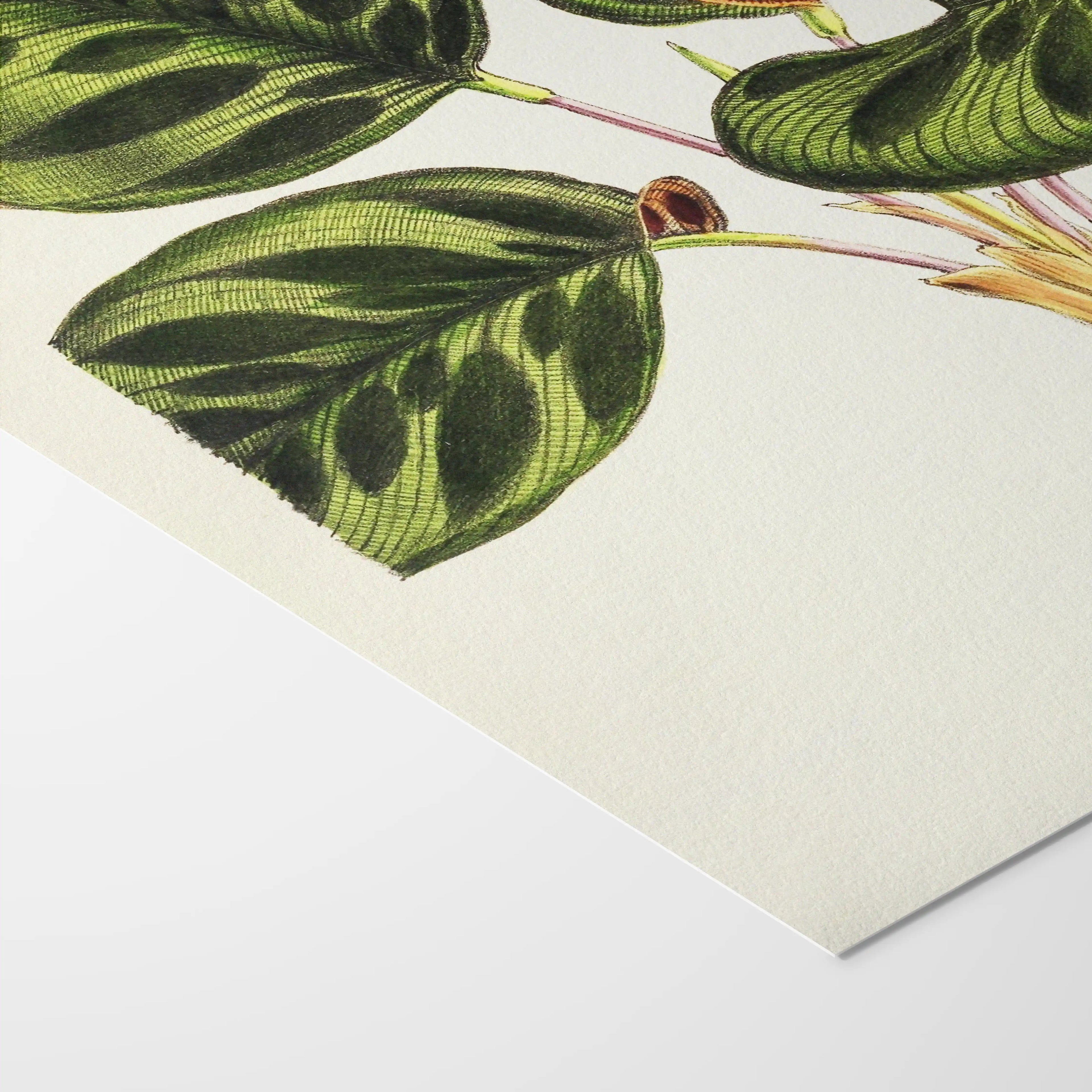 Plant Studies: Plate No. 06