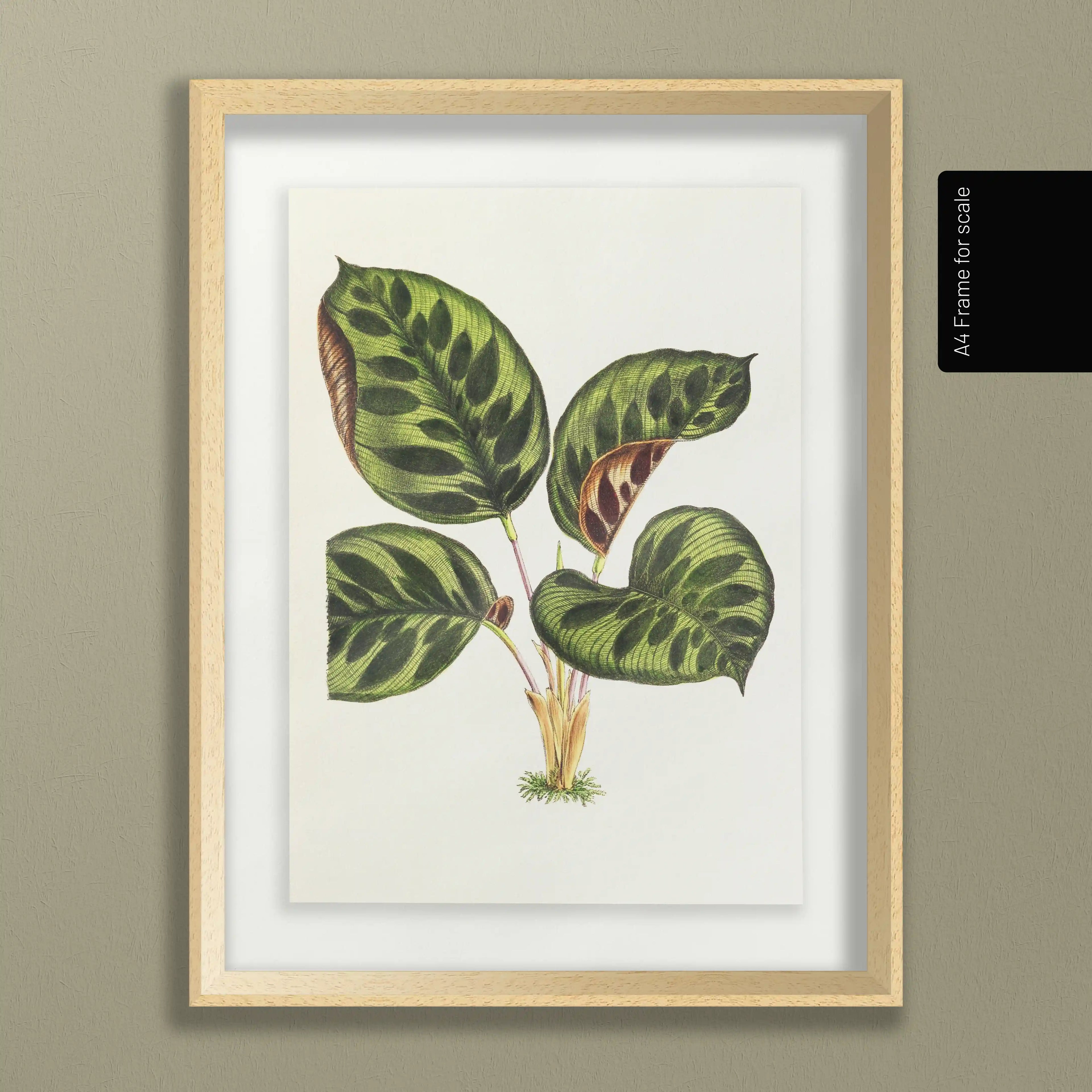 Plant Studies: Plate No. 06