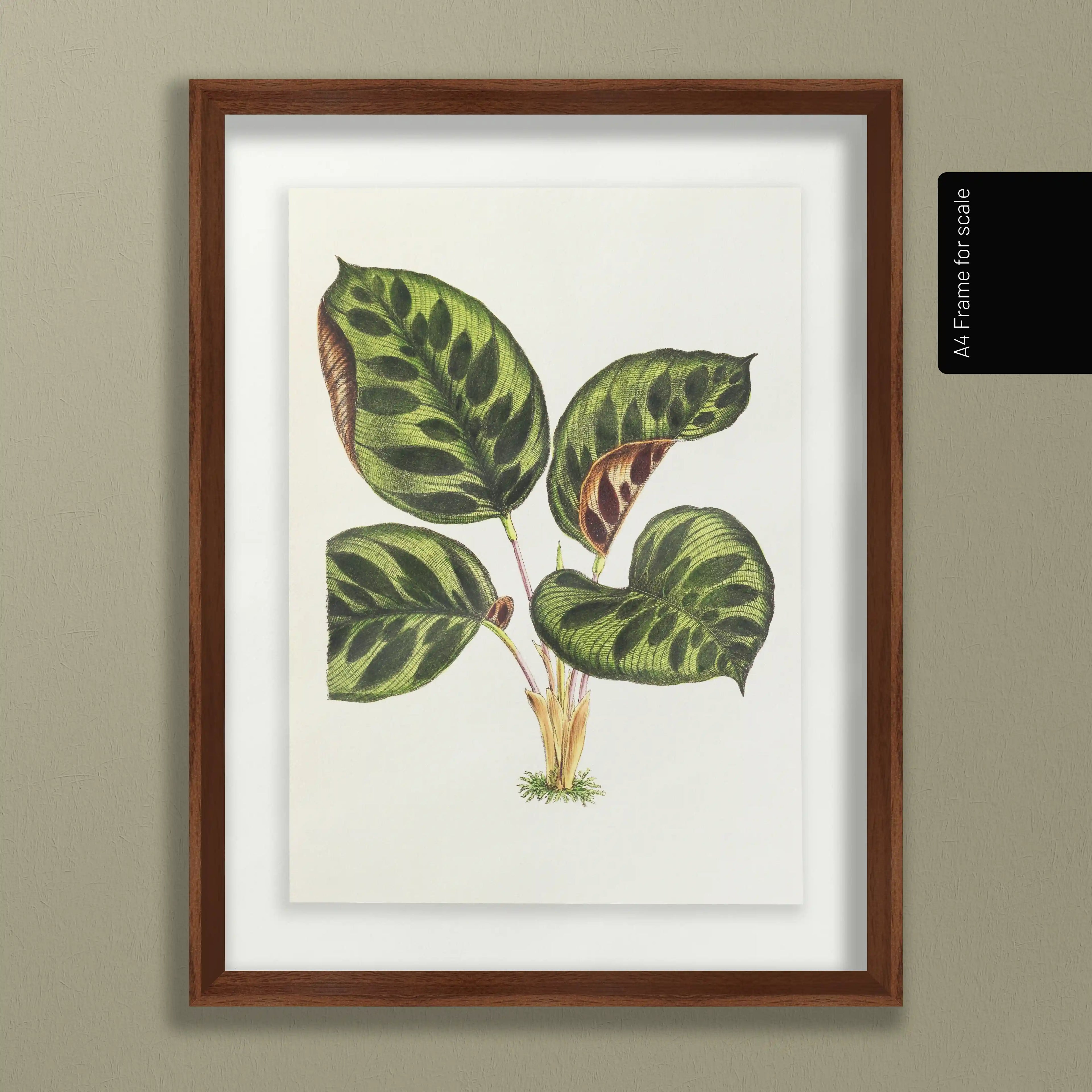 Plant Studies: Plate No. 06
