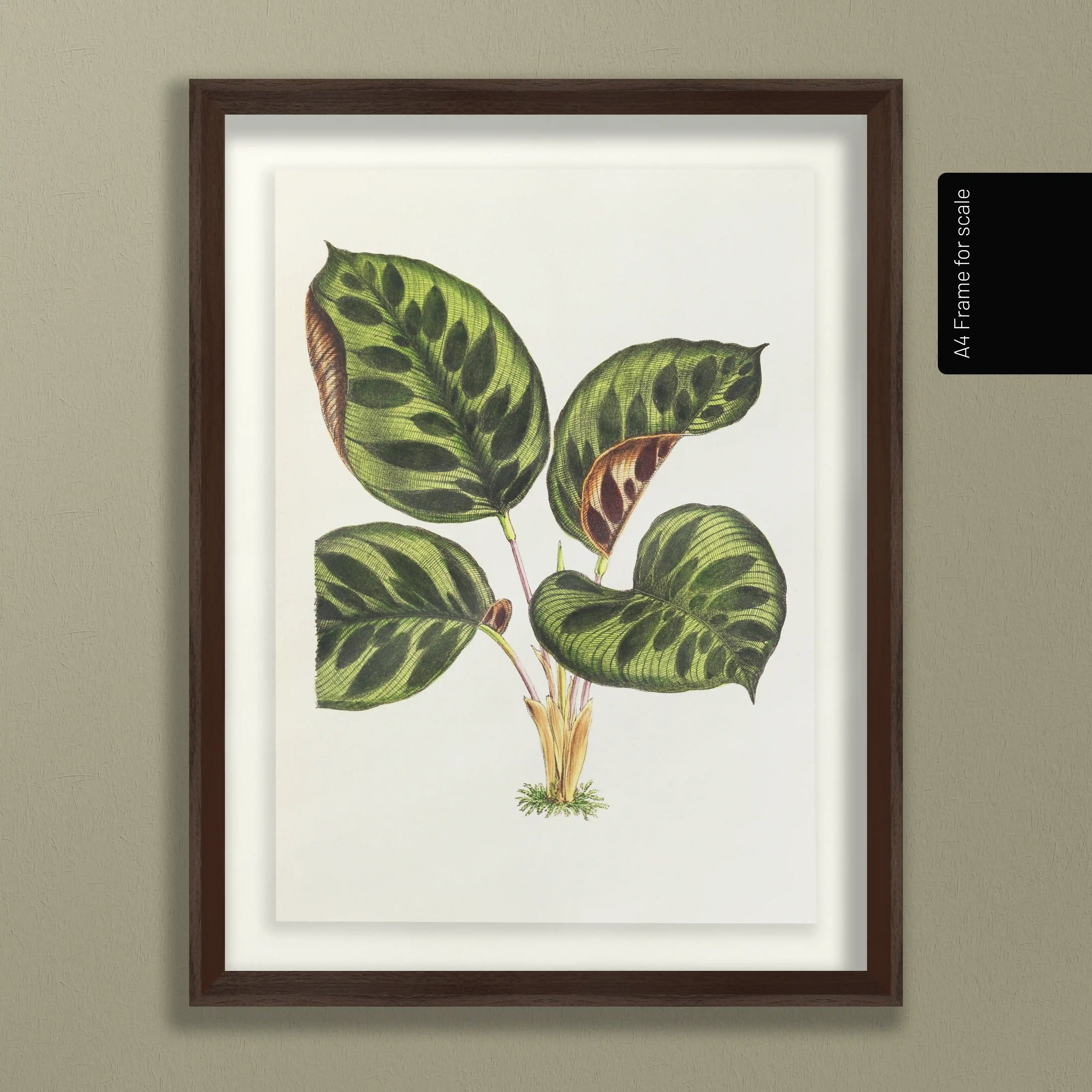 Plant Studies: Plate No. 06