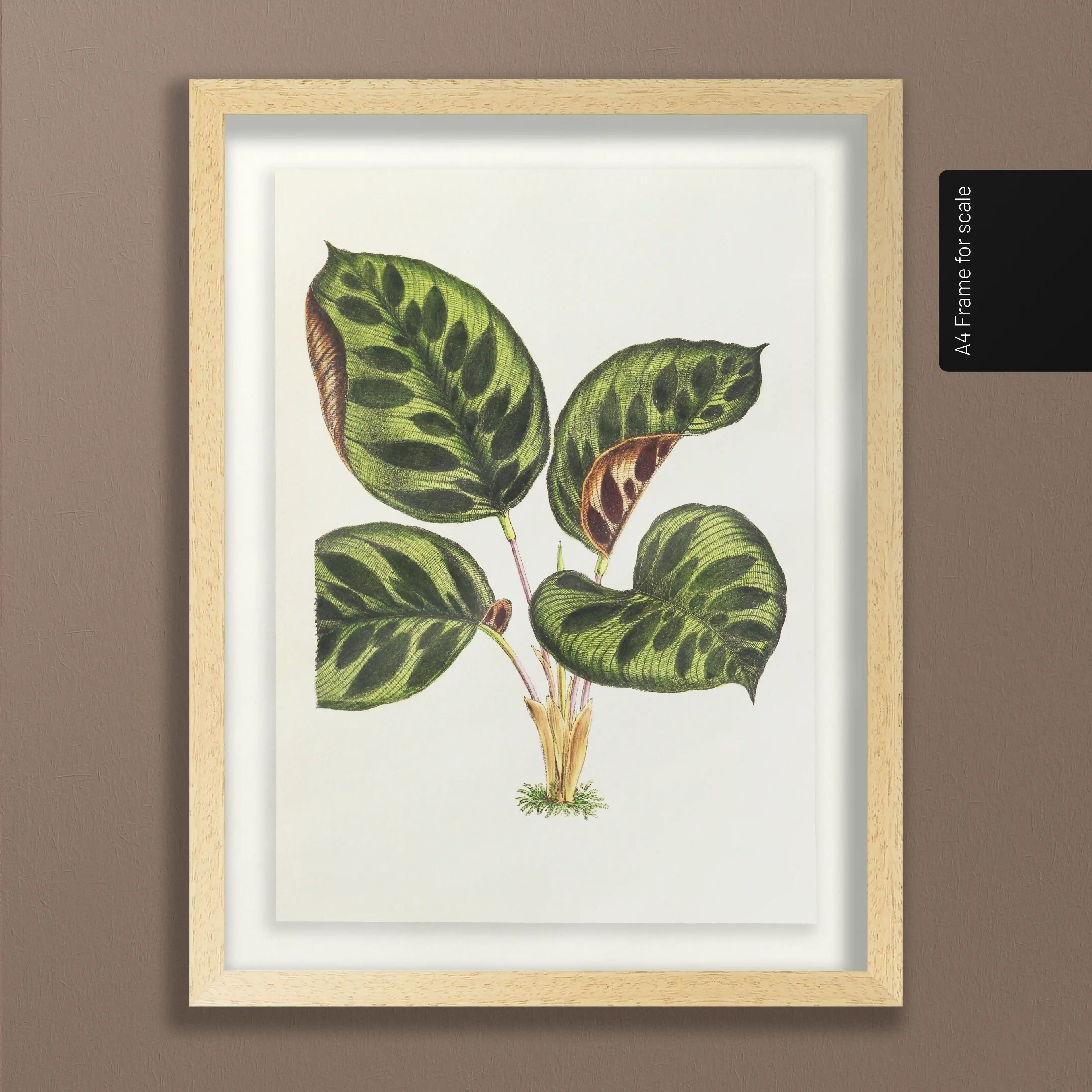Plant Studies: Plate No. 06