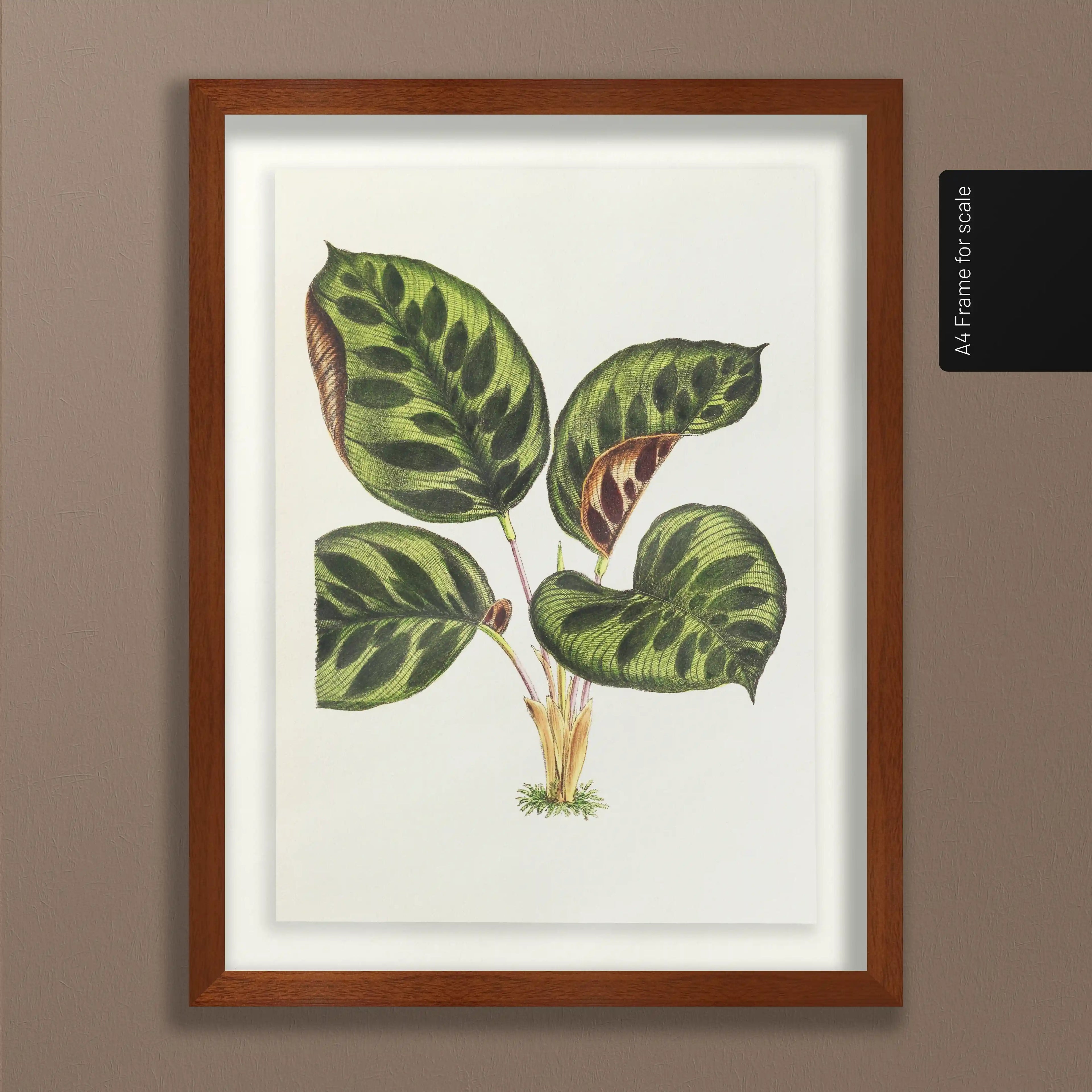 Plant Studies: Plate No. 06