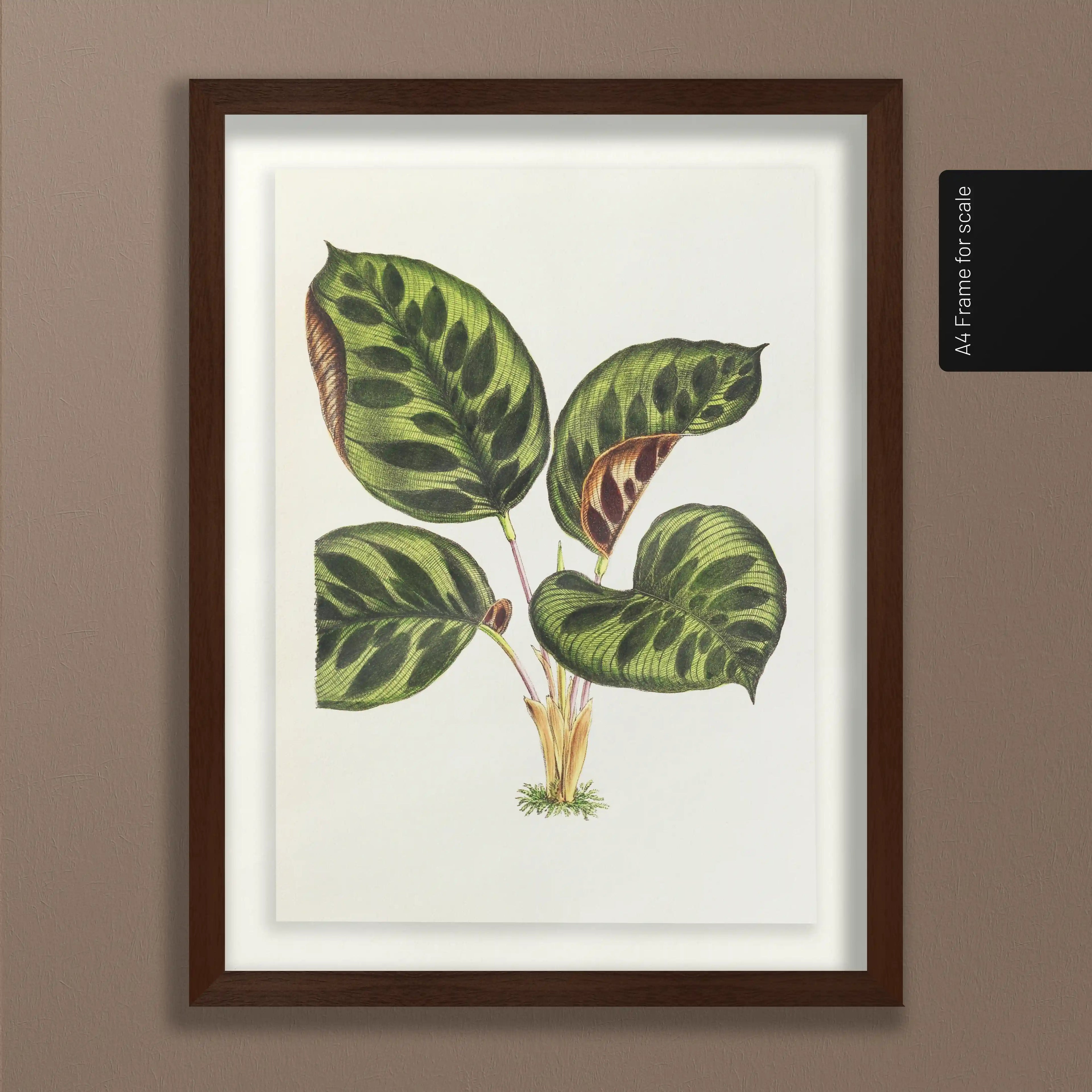 Plant Studies: Plate No. 06